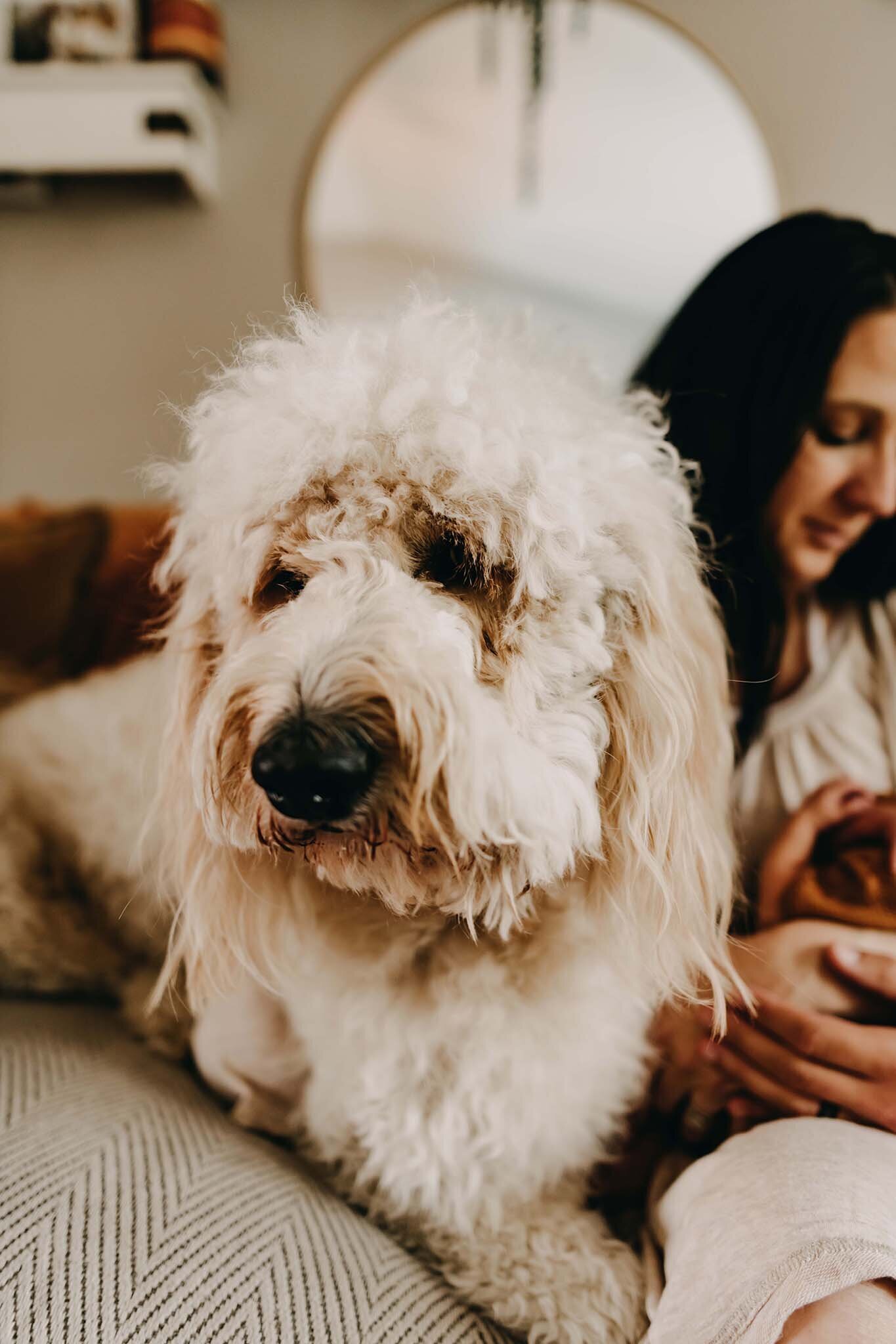 family-photos-wtih-pets