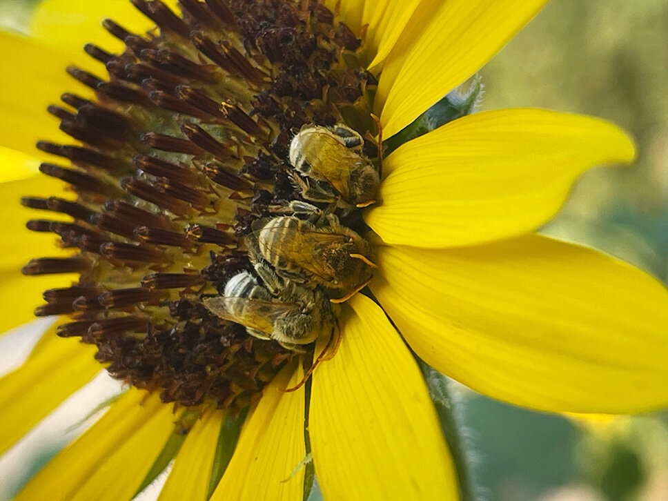3 bees sleeping- Photos La Rae's Taken 