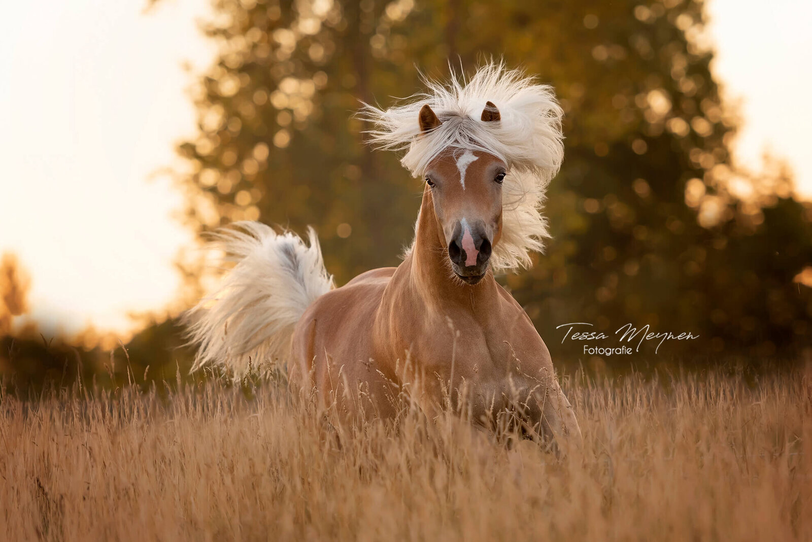 BE - knappe haflinger in actie