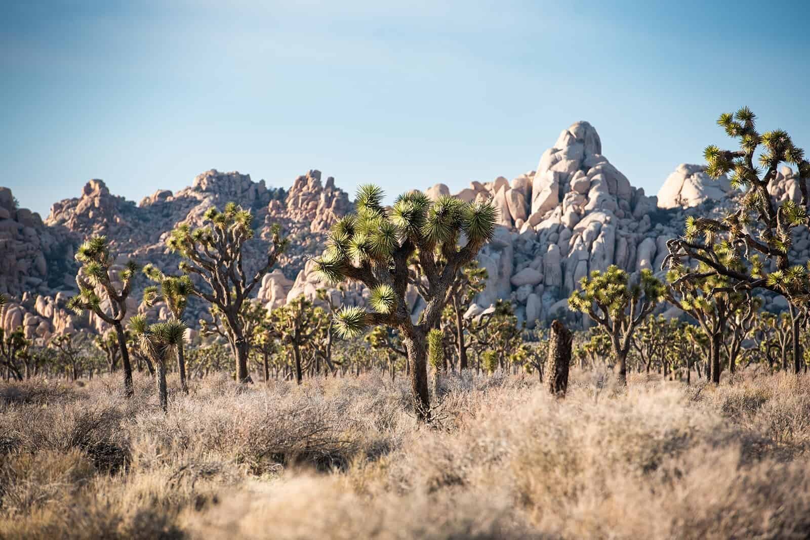 Top-Destination-elopement-photographer-for-luxury-multi-day-weddings-Joshua-Tree-Soul-And-Sky-Weddings-16