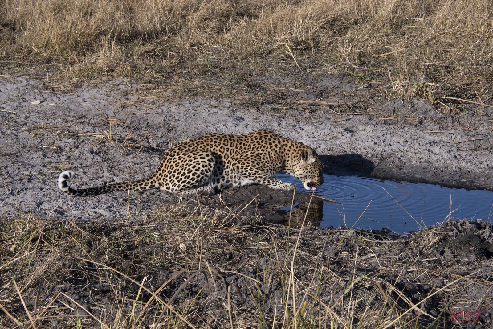 2019 Leopard (7)