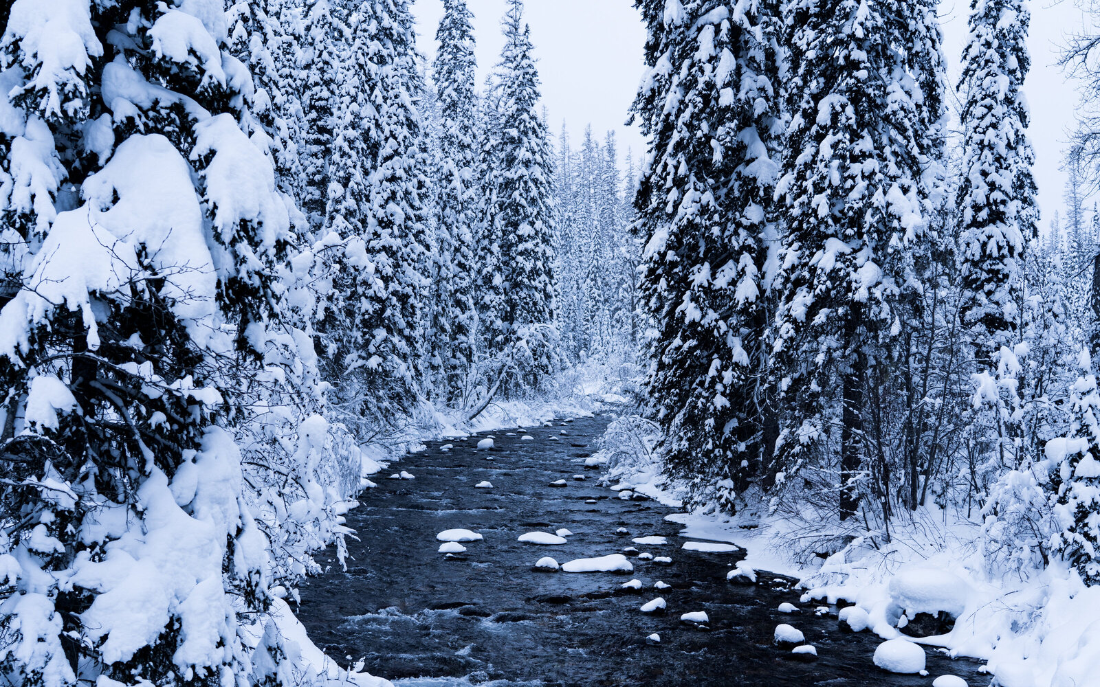 Whitefish-20