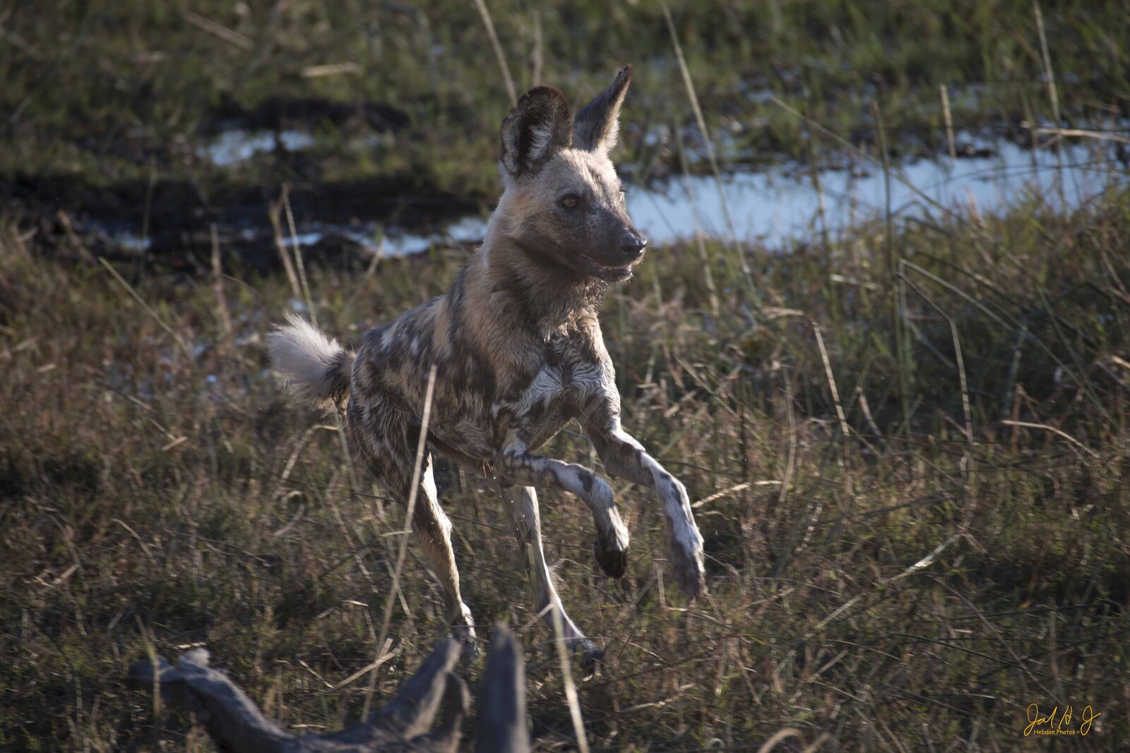 2017 Wild Dog (2)