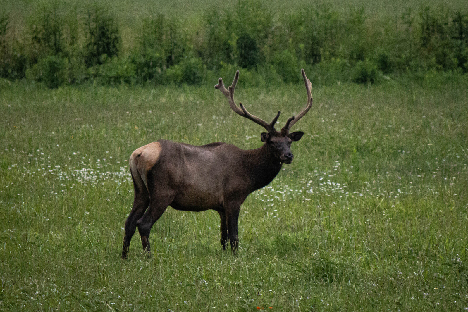 Great Smoky Mountain Elk buck1_Beastbird Media