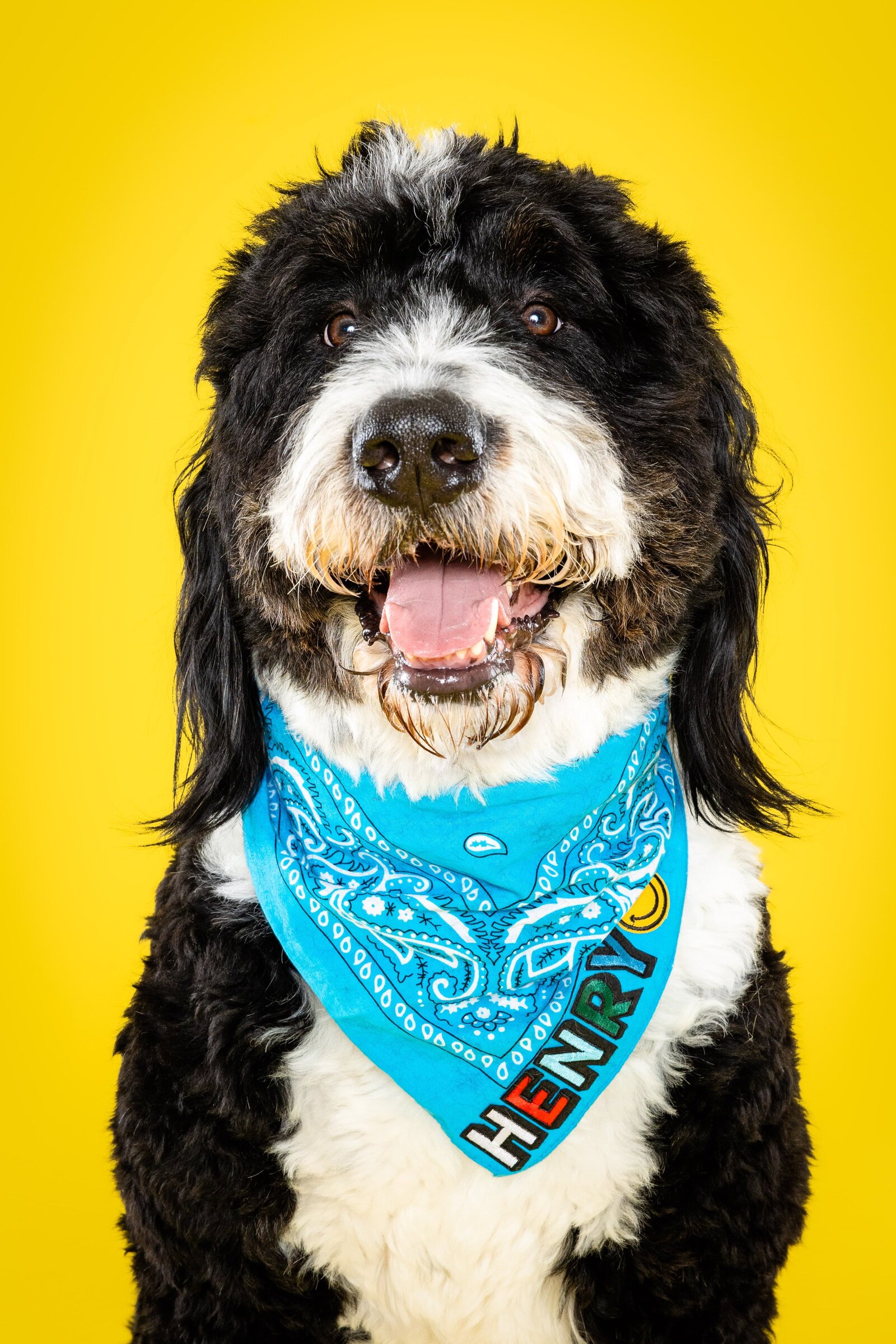 The Beloved Pup Photo Studio - Birmingham, Alabama Commercial Dog Photographer 20