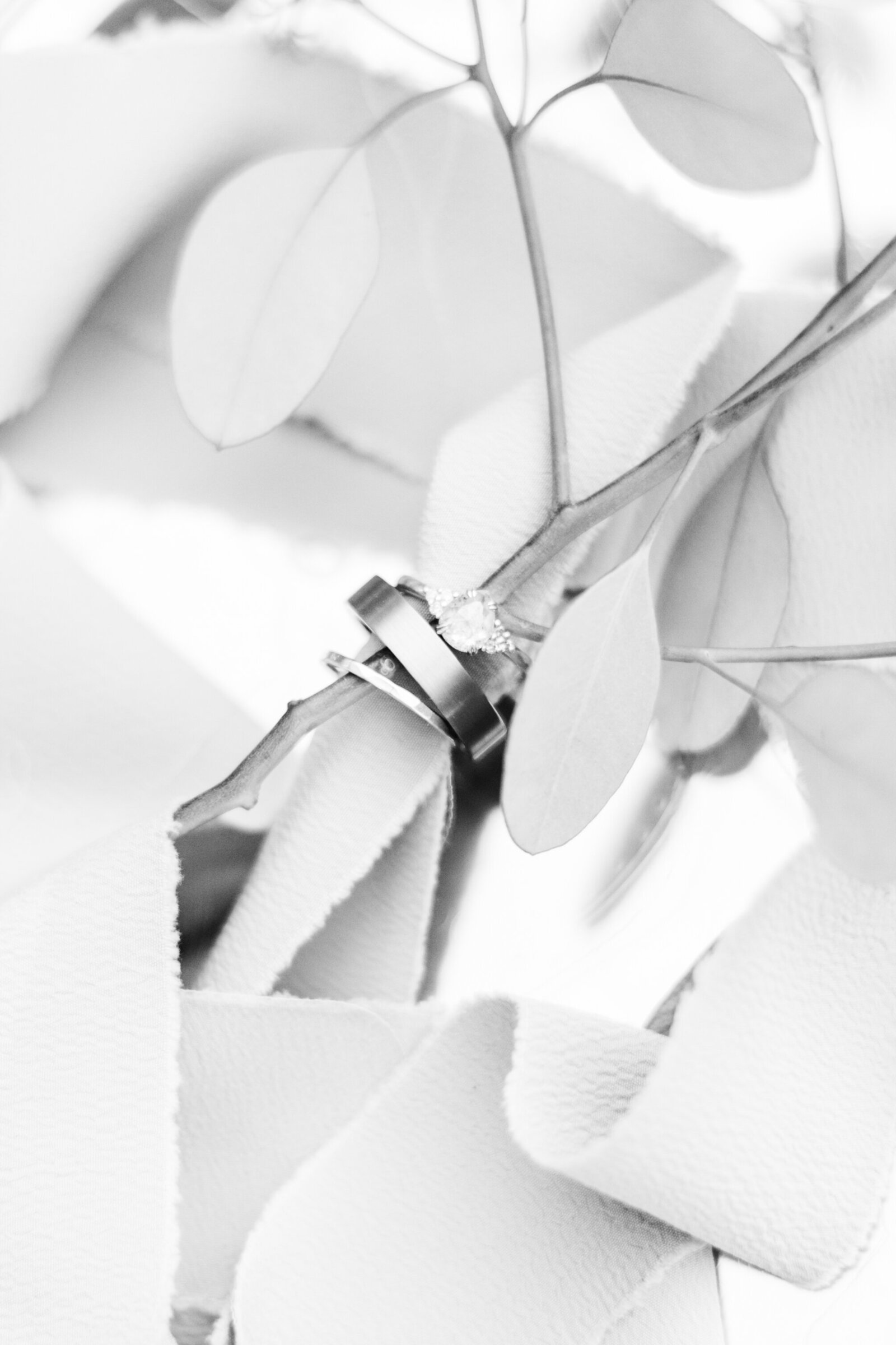 Wedding rings in Santa Cruz, California in the redwood trees.