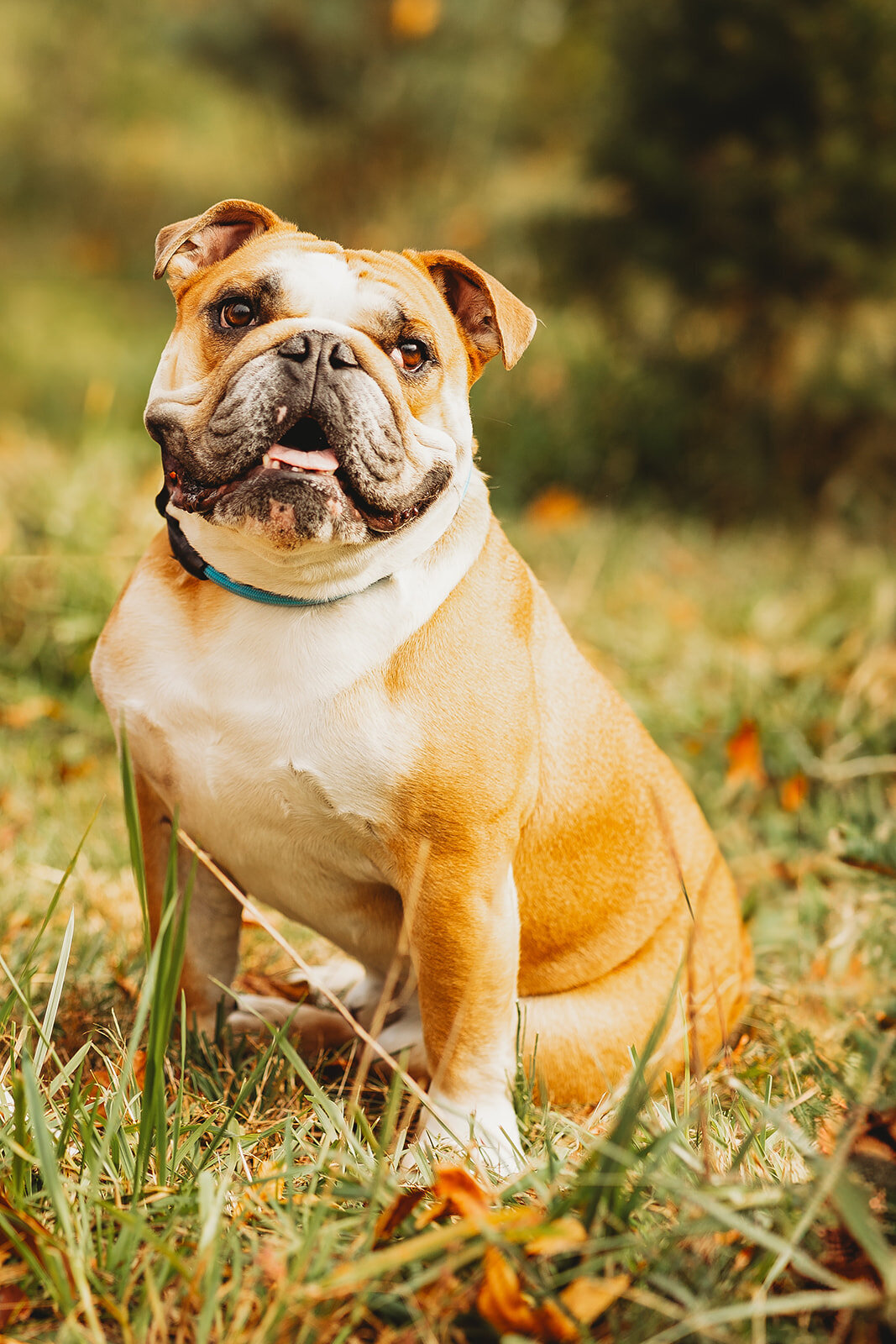 harrisburg-dog-photographer_8635-Edit_websize