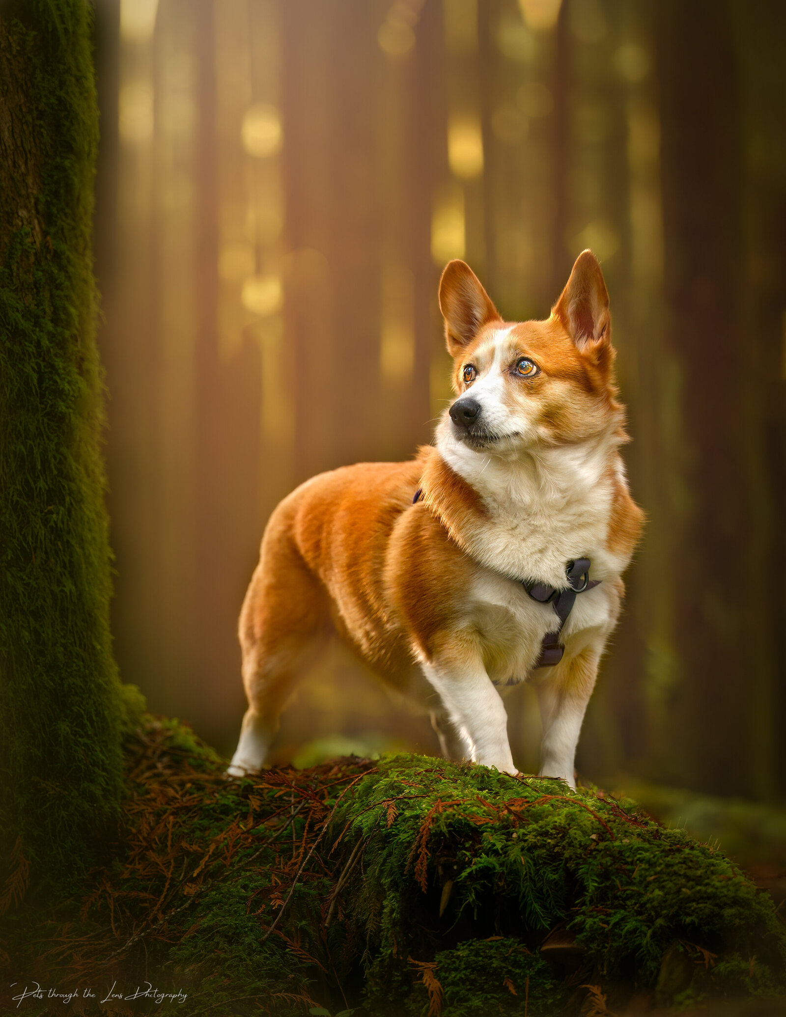 Pets-through-the-Lens-Photography-Vancouver—Golden-Hour-Outdoor-Dog- Photohoot
