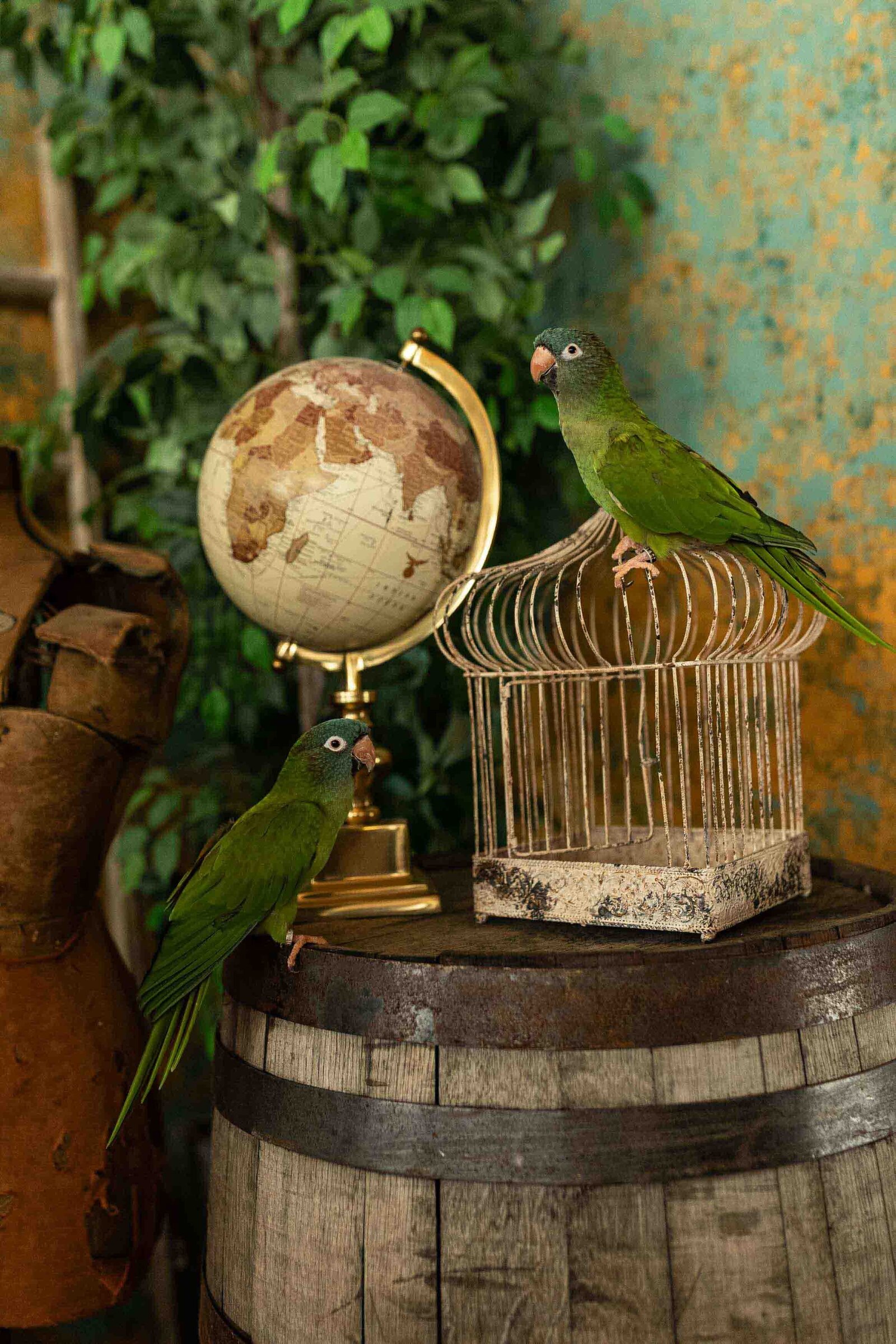 two birds outside their cage