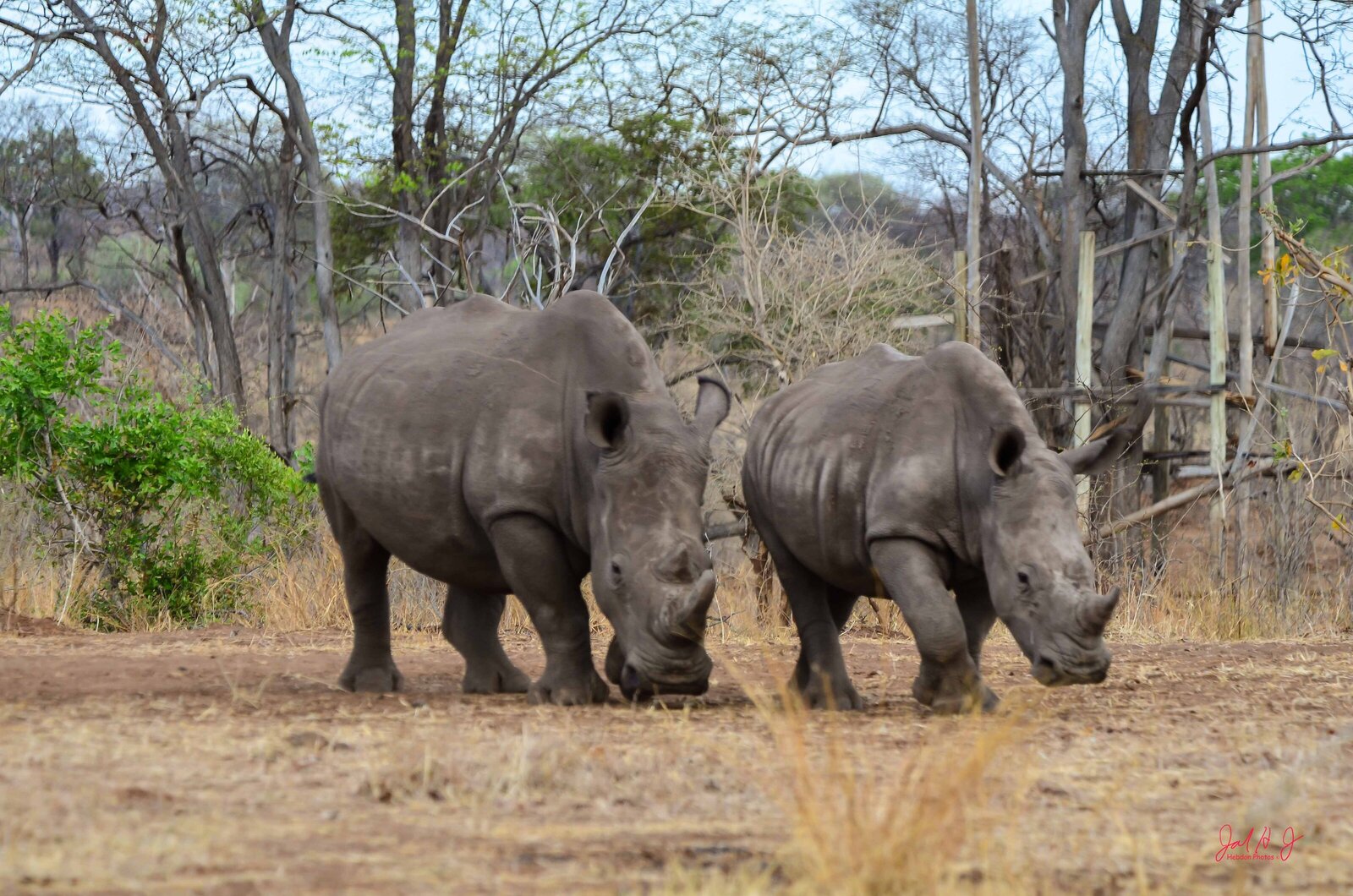 2013 Rhino (2)