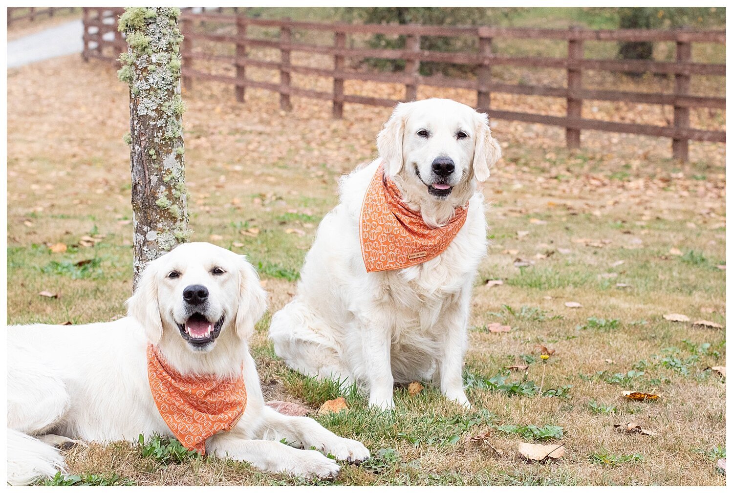 Diary of a Retriever_1109