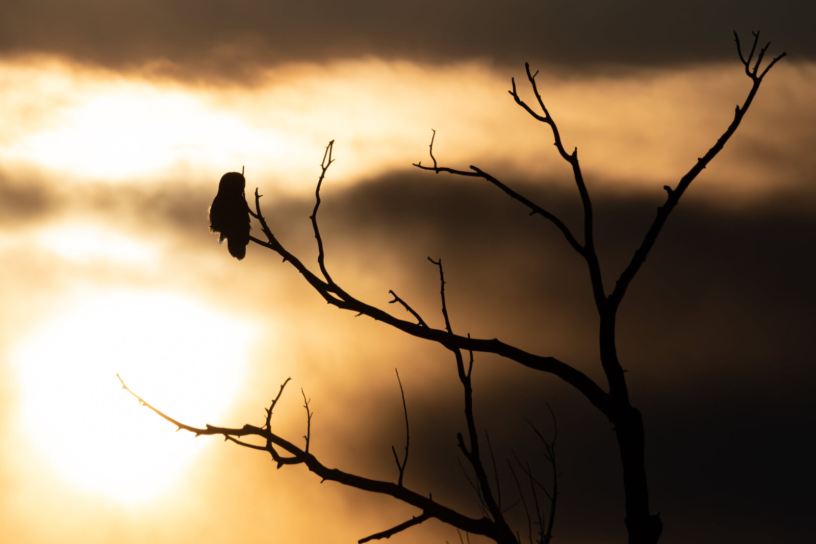 2021-03-10-75A9123-great-gray-owl