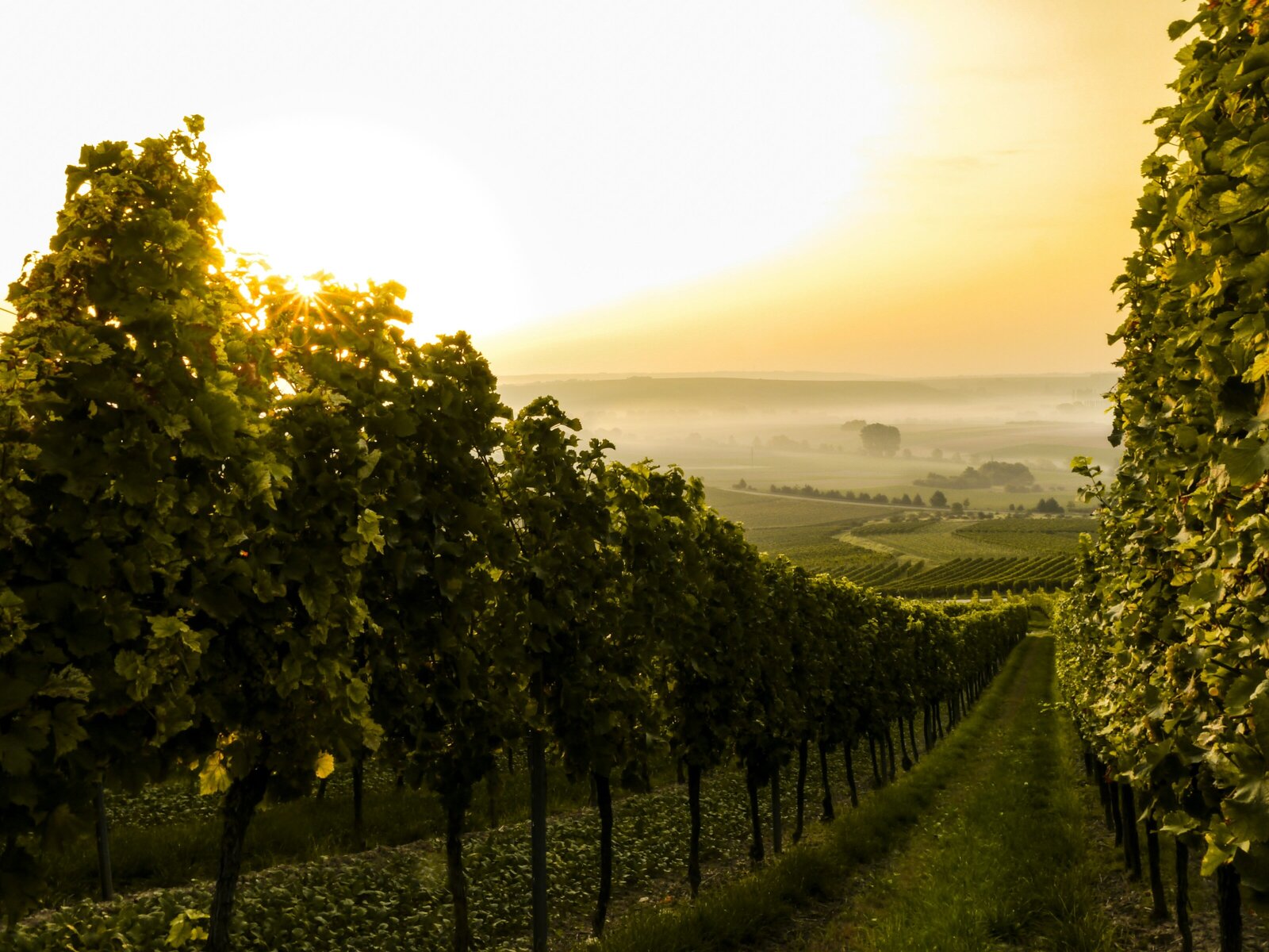 Vineyard in Jugenheim Rheinhessen Germany - Kelsey Parry Travel