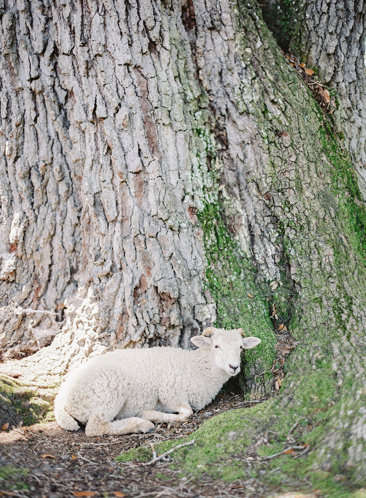 Sheep laying by an oak tree. Photographed at Middleton Place by wedding photographers in Charleston Amy Mulder Photography.