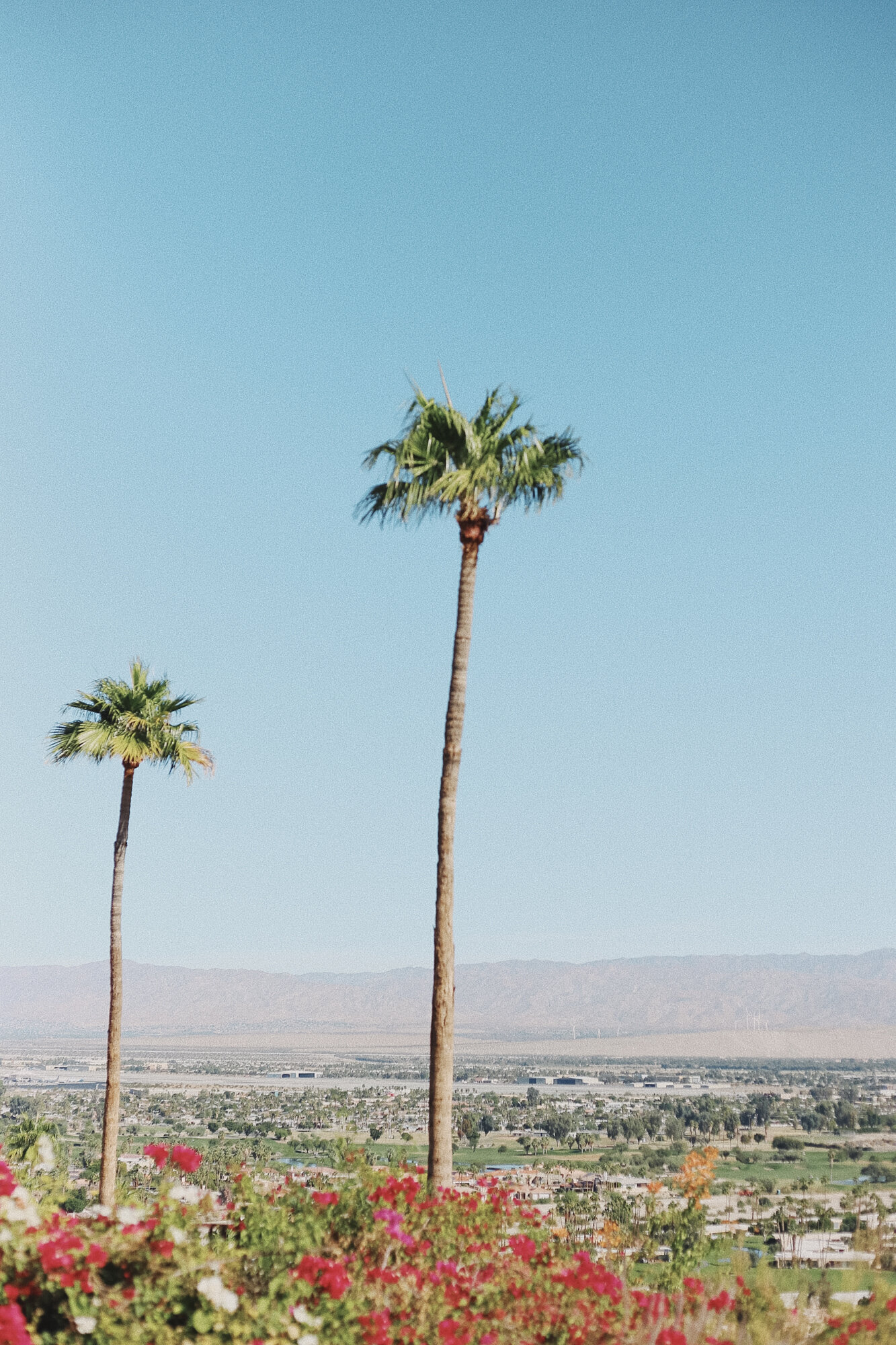 Dear Palm Springs-12