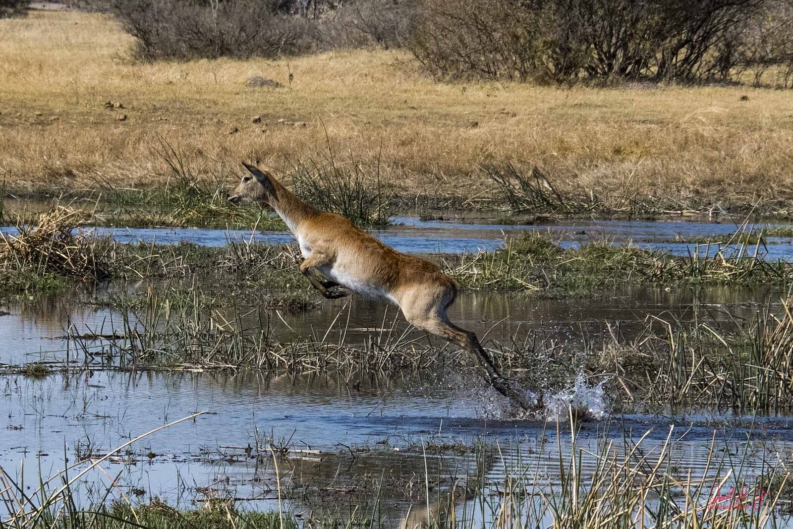 2019 Red Lechwe (3)
