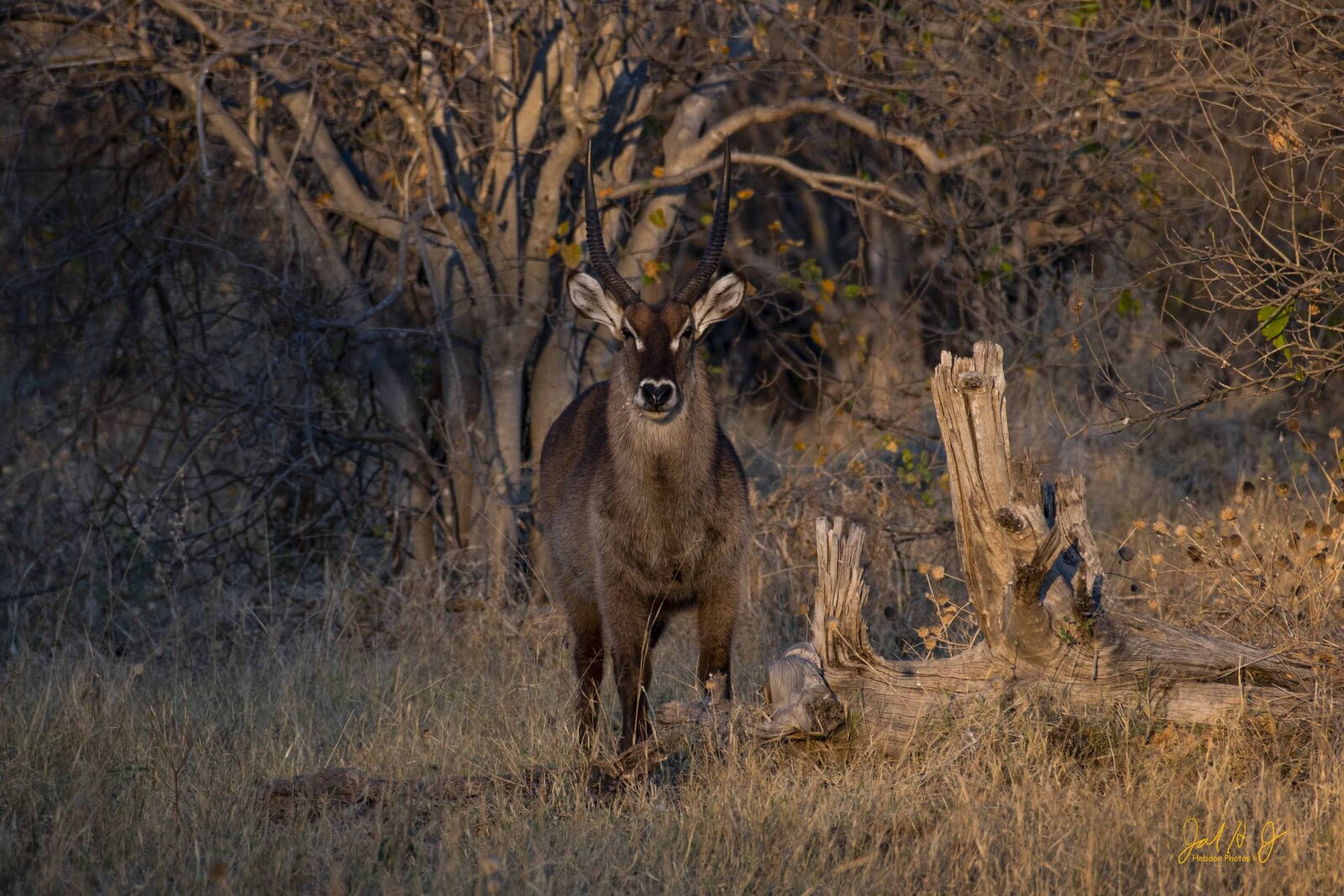 2017 Waterbuck