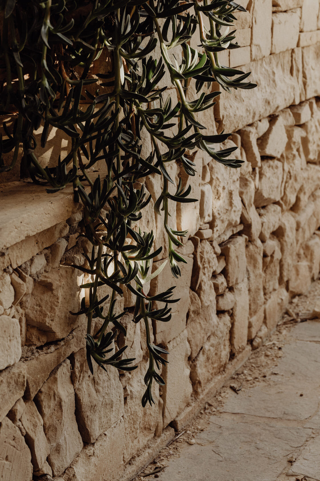 kaboompics_tropical-vibes-of-malta-a-collection-of-palms-cacti-and-succulents-perfect-for-backgrounds-31295