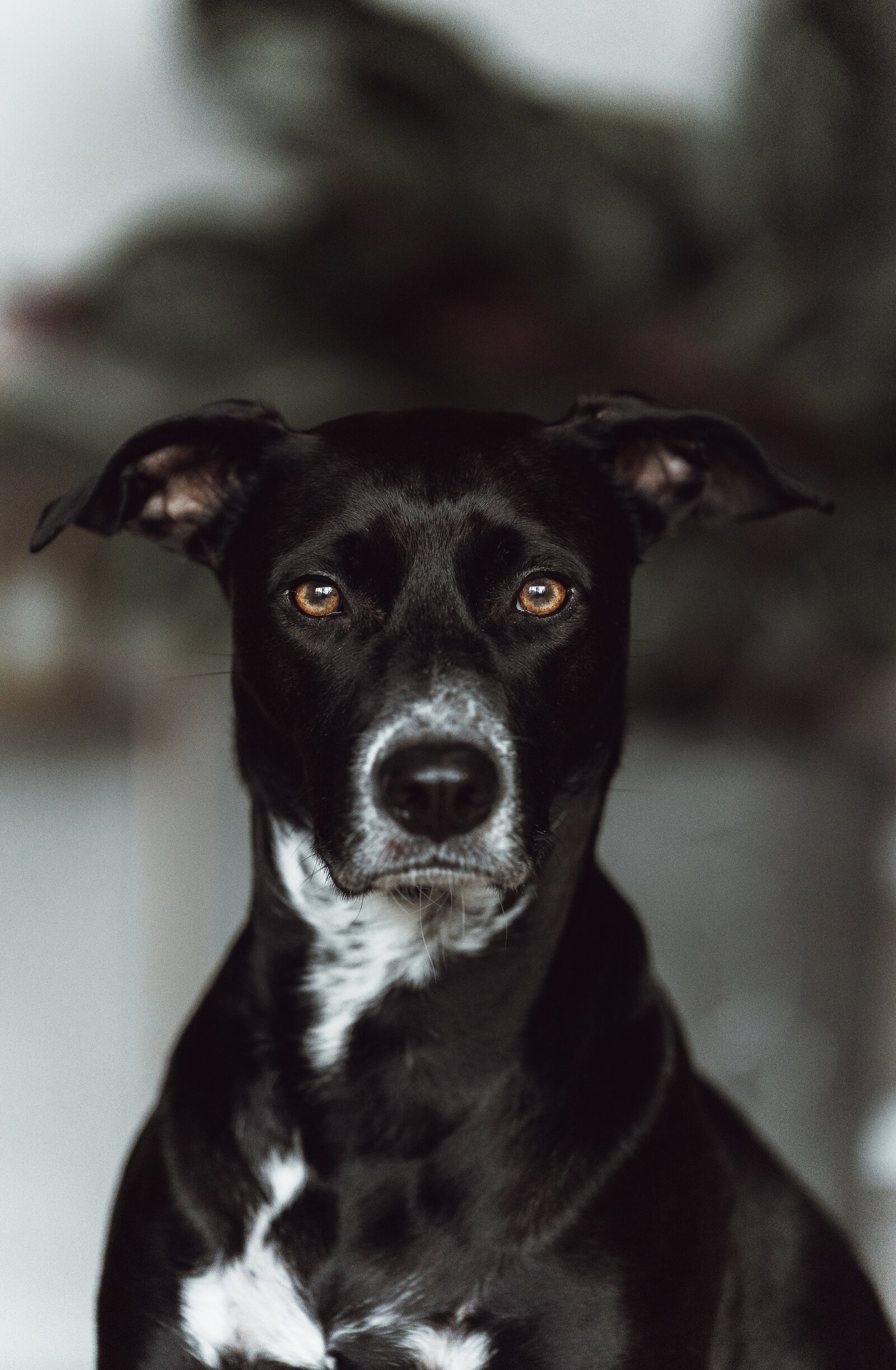 Sidekick