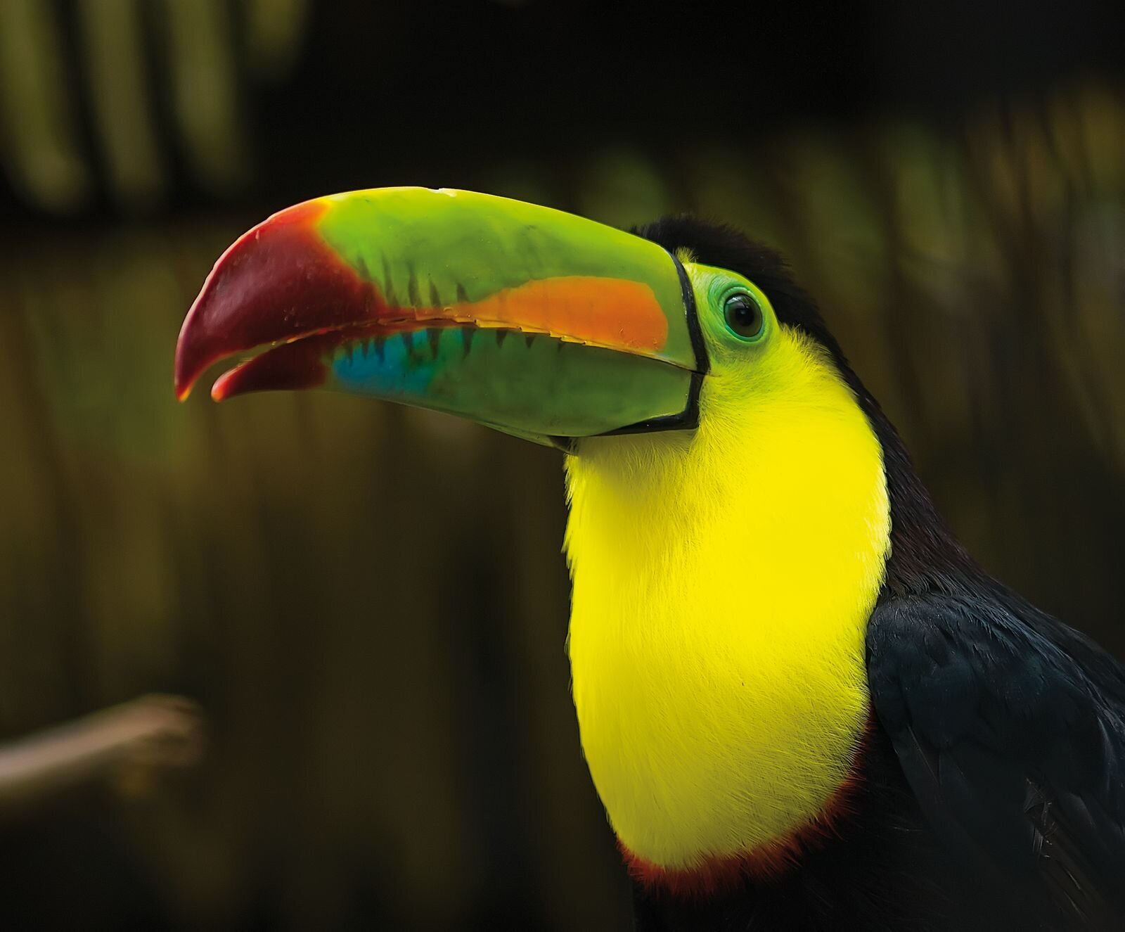 tucan-medium