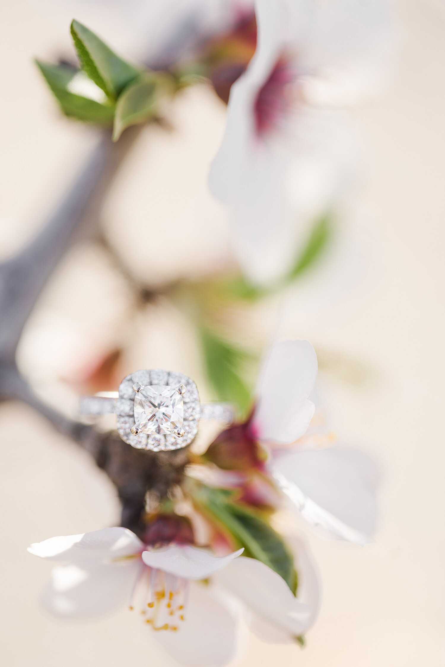 Woodland Engagement Session - Adrienne and Dani Photography - Abele Farms Events-0022