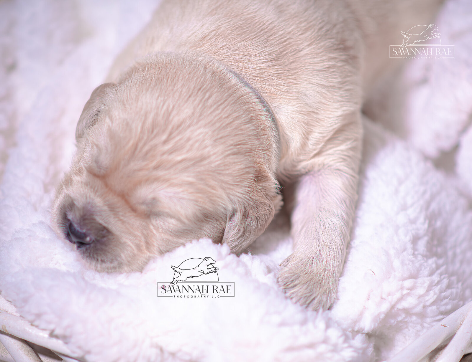 Puppy 2 week-9 copy