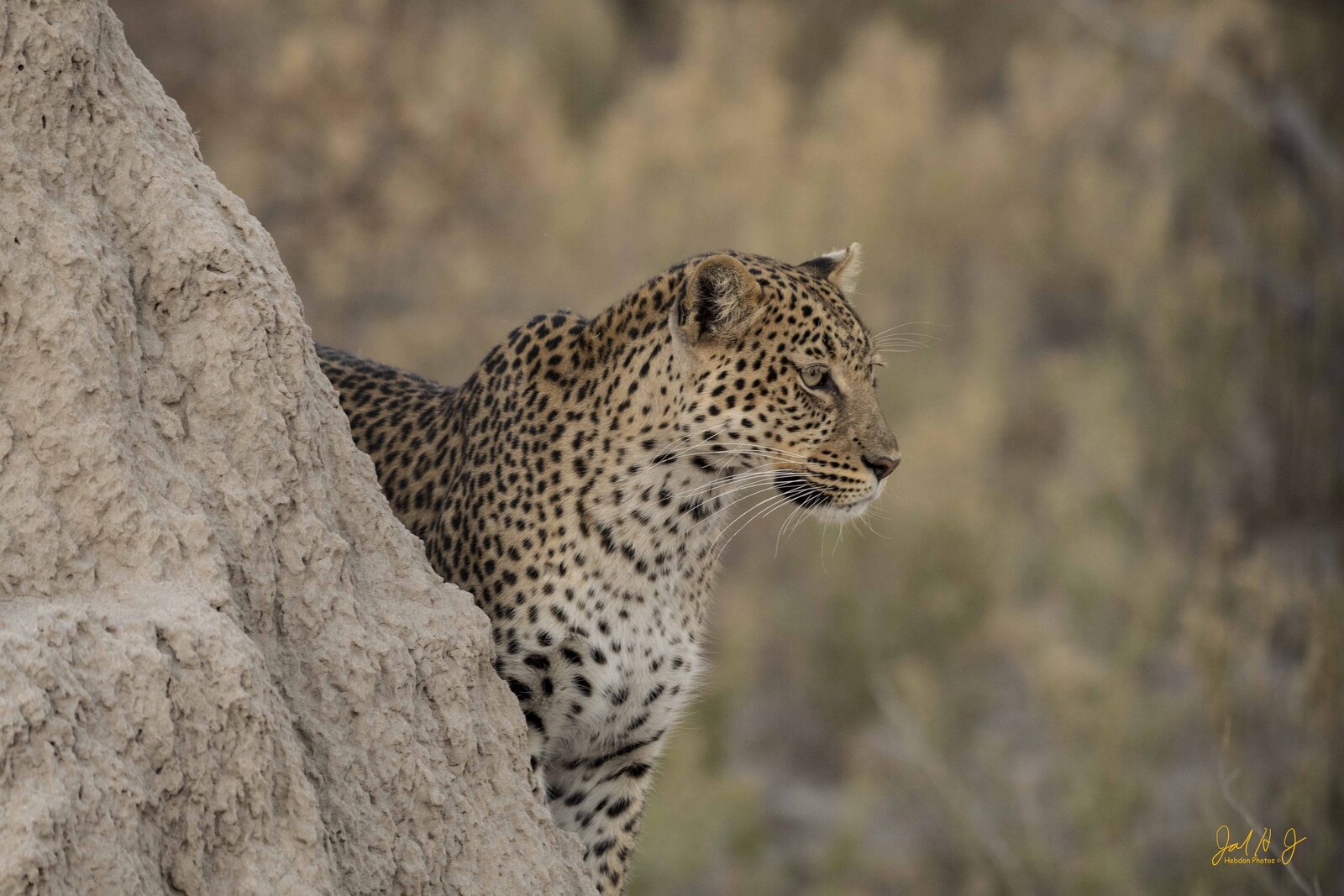 2019 Leopard (1)