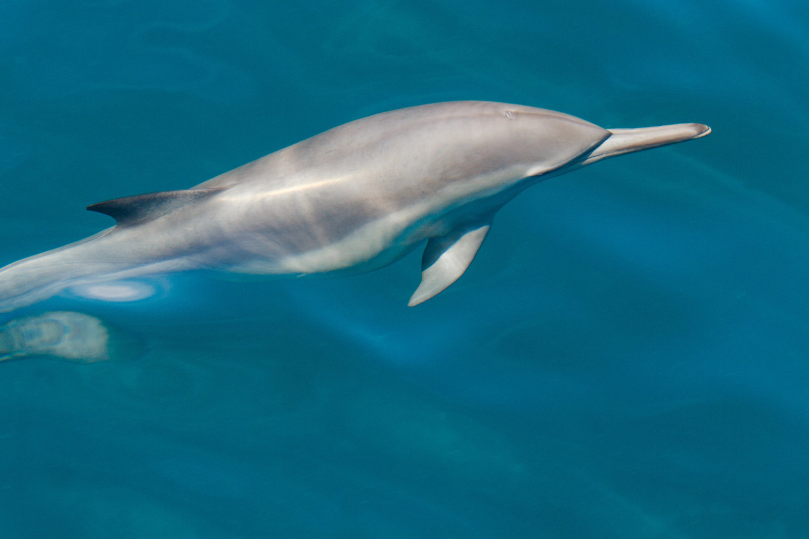 cameron-zegers-travel-photographer-baja-mexico-dolphin