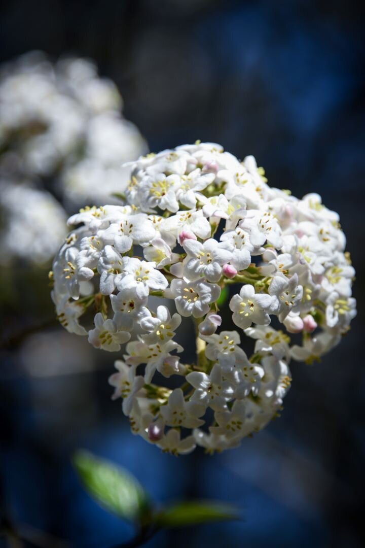 Spring Flowers Gatlinburg TN