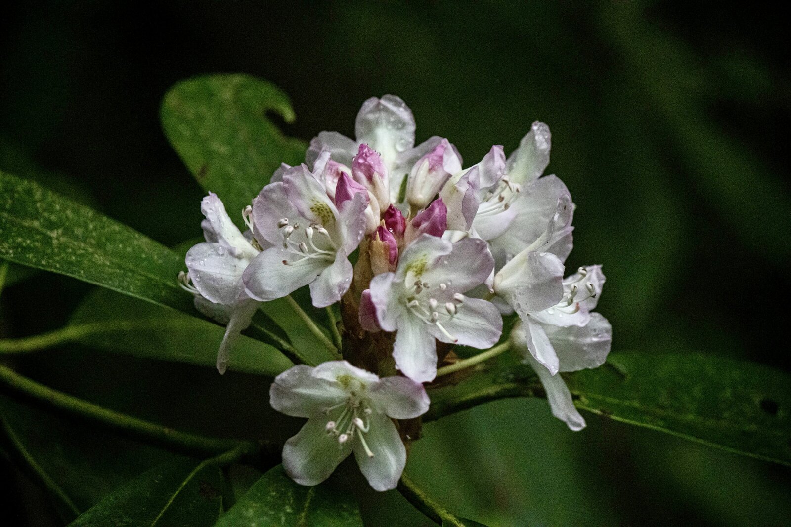 Georgia rhododendron in bloom_Beastbird Media