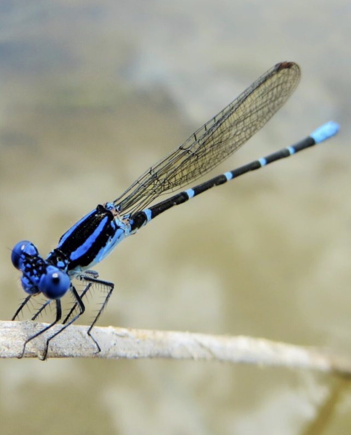 Firefly