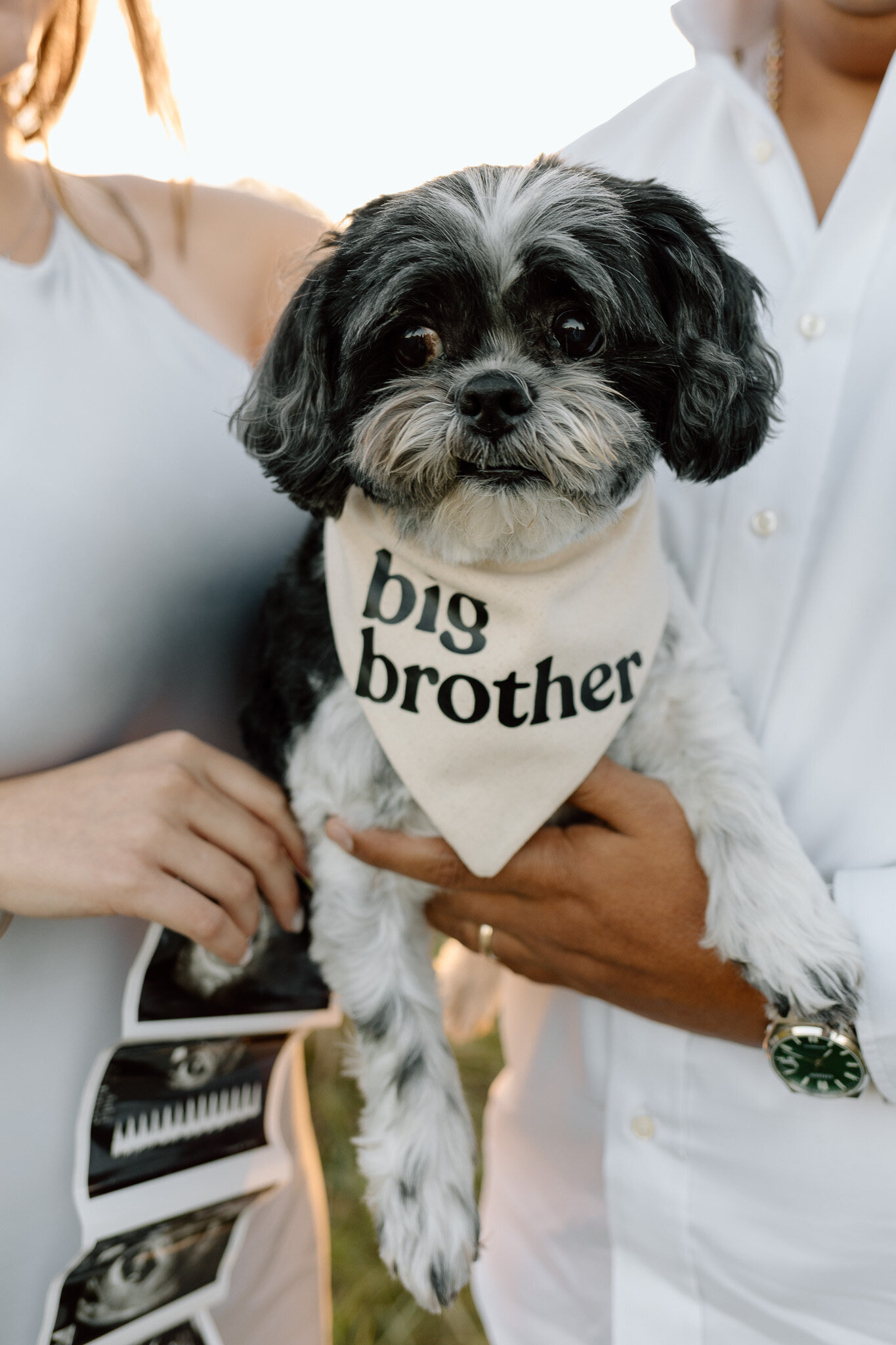 pregnancy-announcement-charlotte-clarks-creek-dog (4)