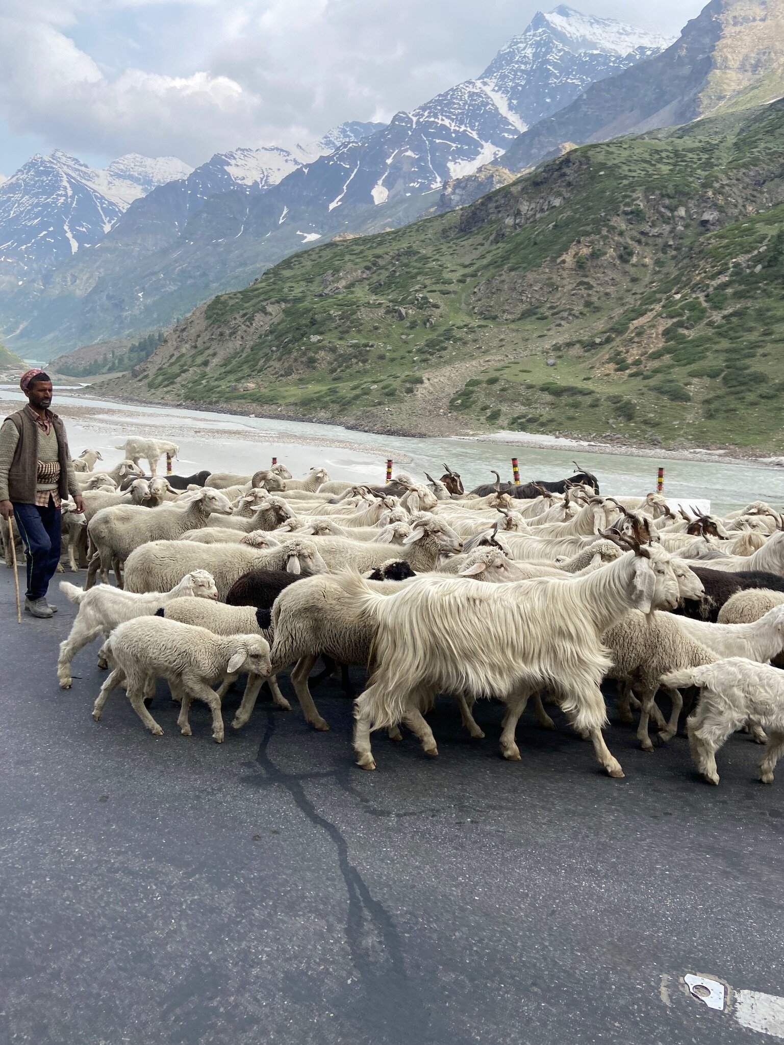 Goats - India