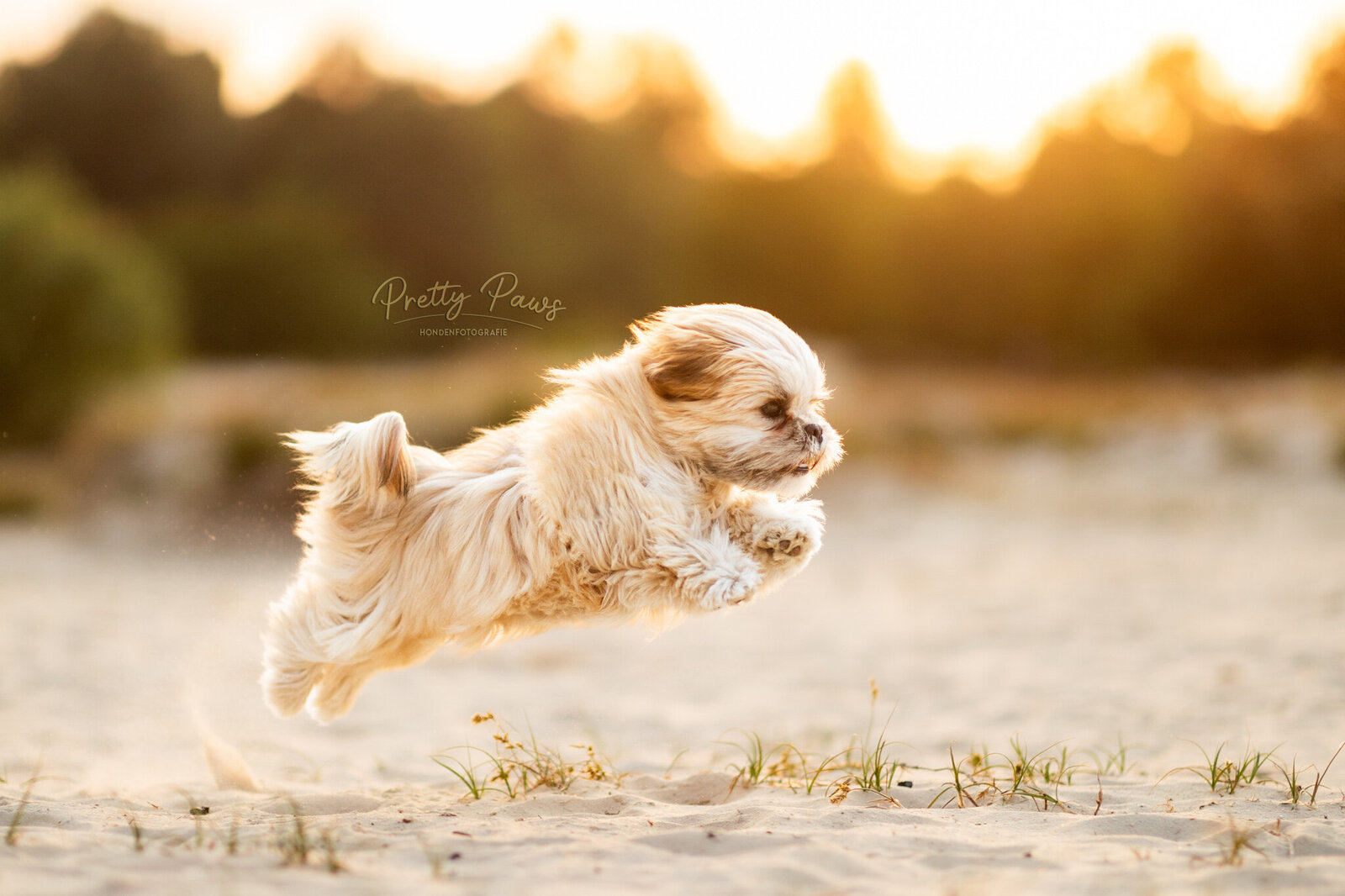 008_20230607_Pretty_Paws_honden_fotografie_Nola_LR
