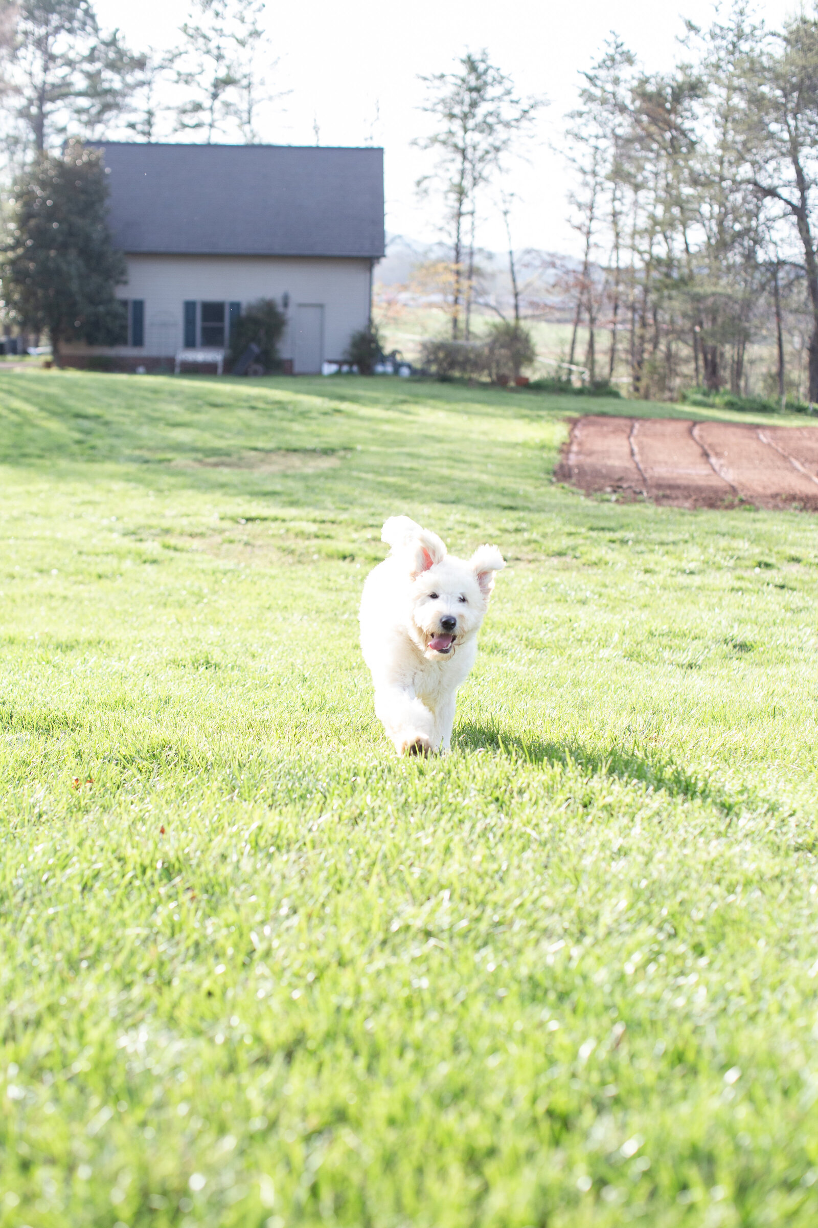 Misty's Puppy-9