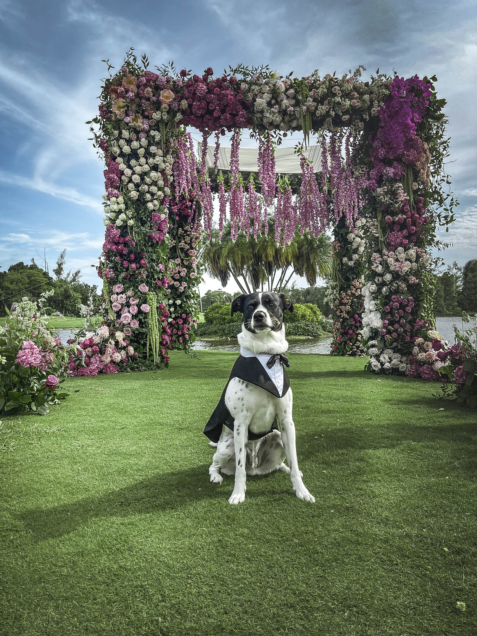 a black and white dog with a black tuxedo standing in front of a big arch made of pink flowers.
