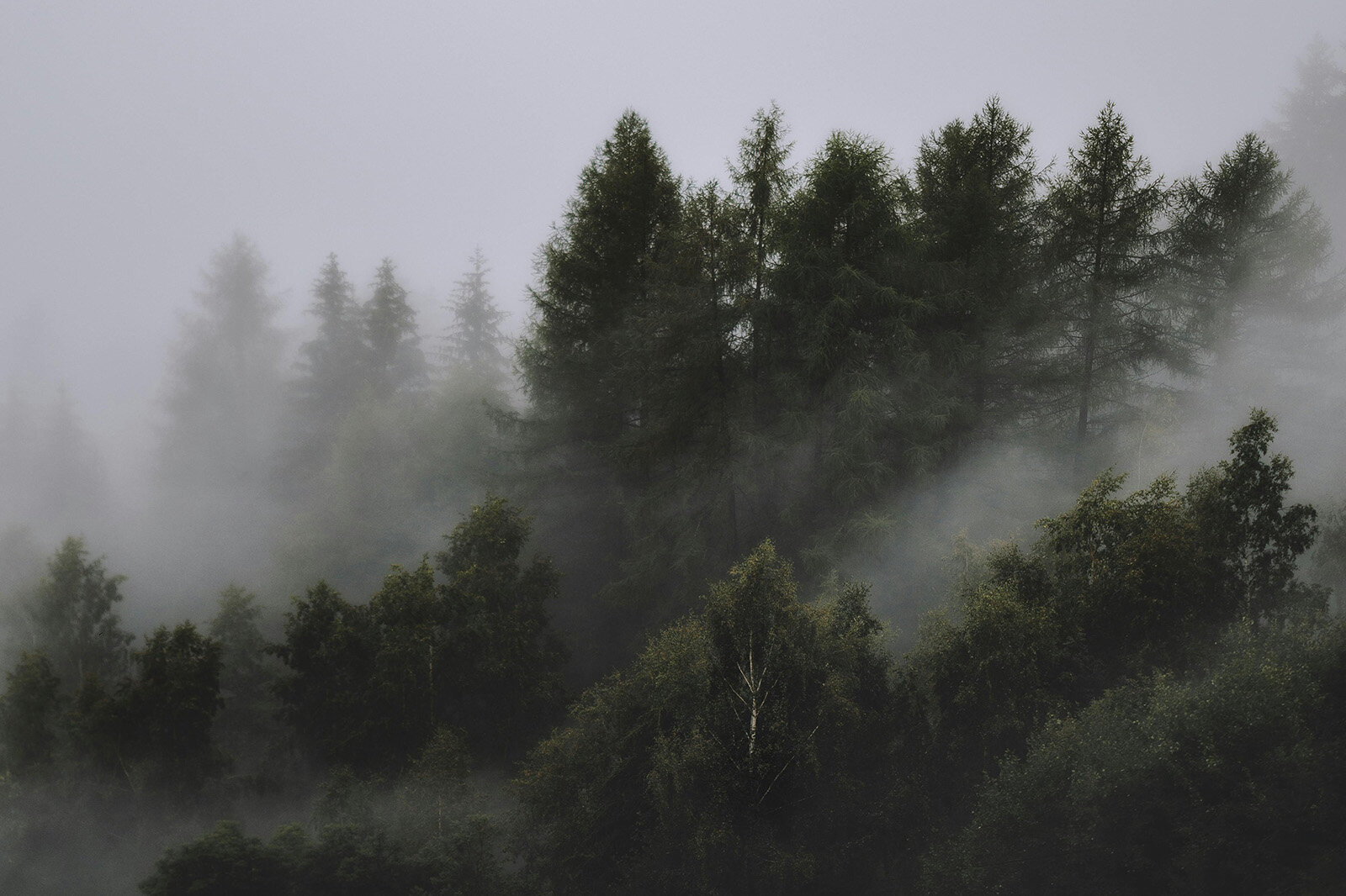 Foggy forest scene with tall trees partially obscured by a thick layer of mist.
