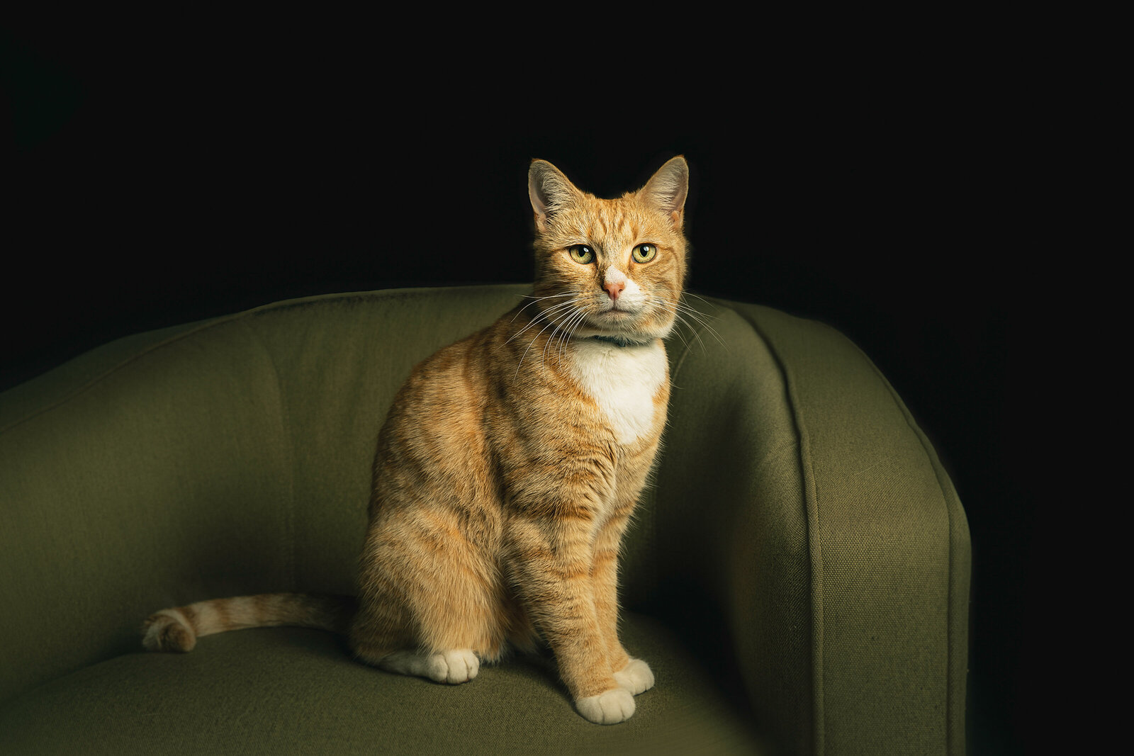 Mount-photographer-studio-cat-2