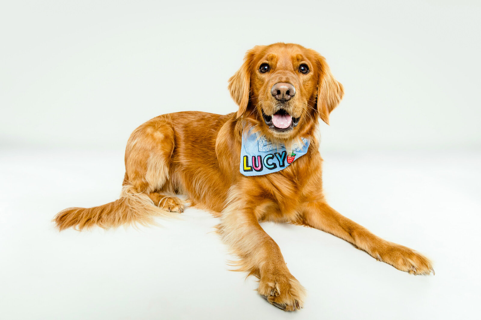 The Beloved Pup Photo Studio - Birmingham, Alabama Commercial Dog Photographer 35
