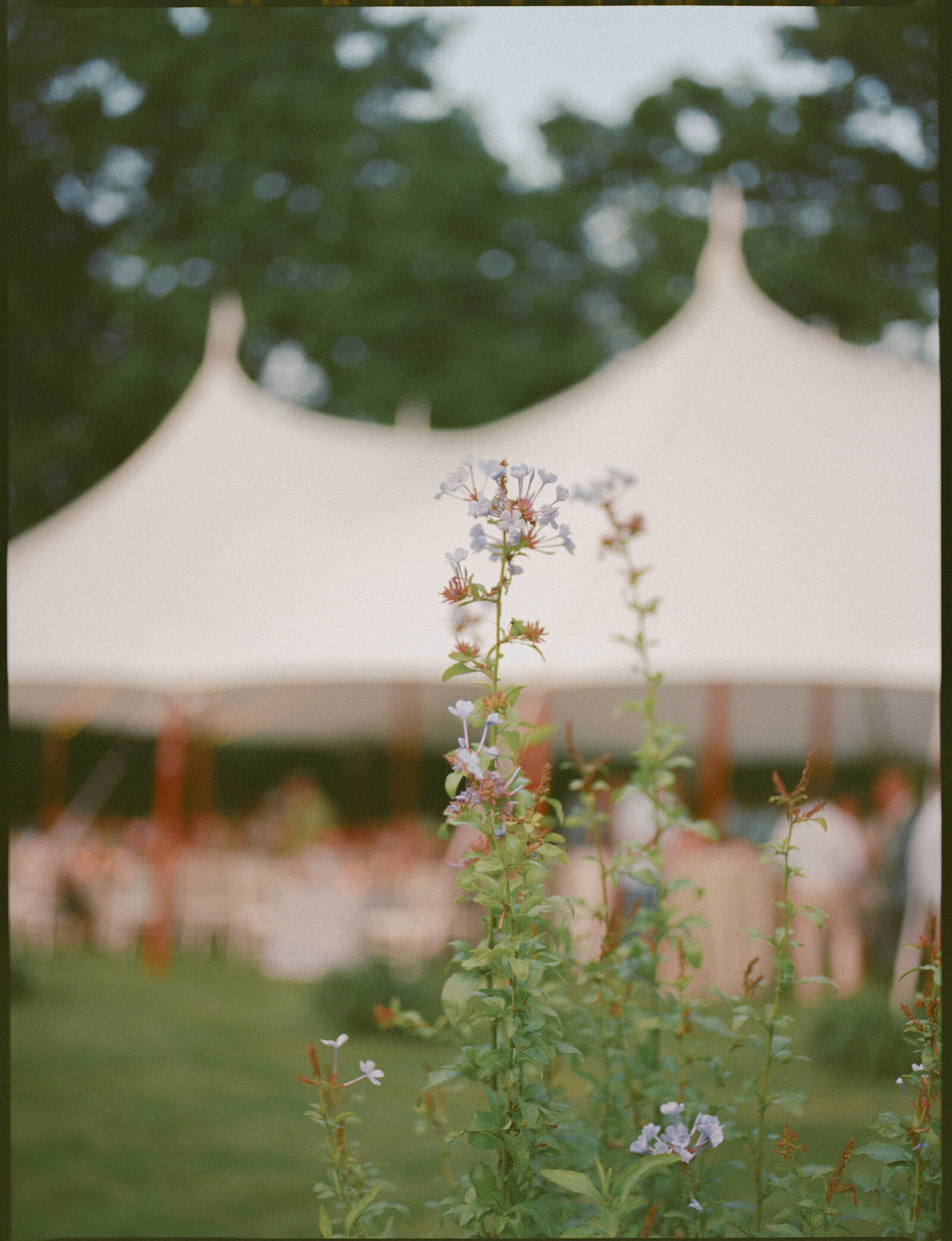 sailcloth tent wedding; sailcloth tent wedding nashville farm; private residence wedding; Lindsey Whatley Photo; East Coast Documentary-Style Wedding Photographer