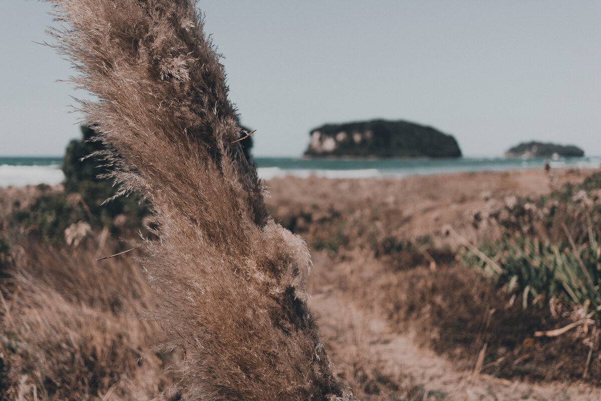 Coromandel Wedding