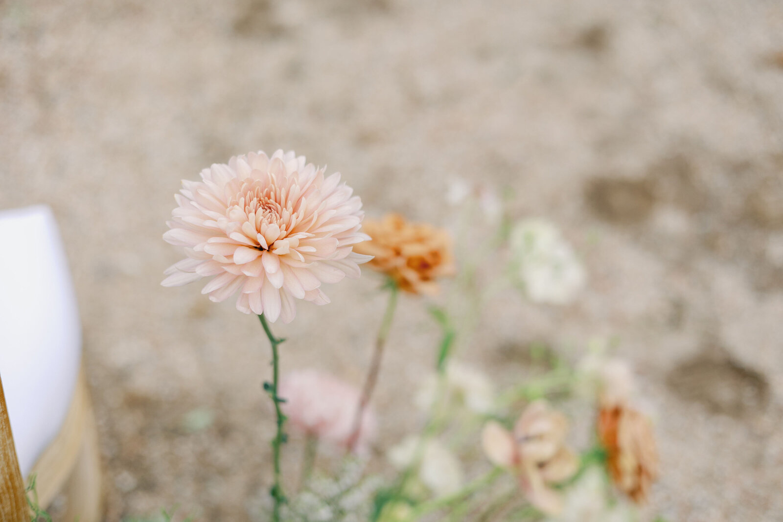 wedding photographer bay area photographs detail shot at wedding venue of flowers in a garden in a courtyard