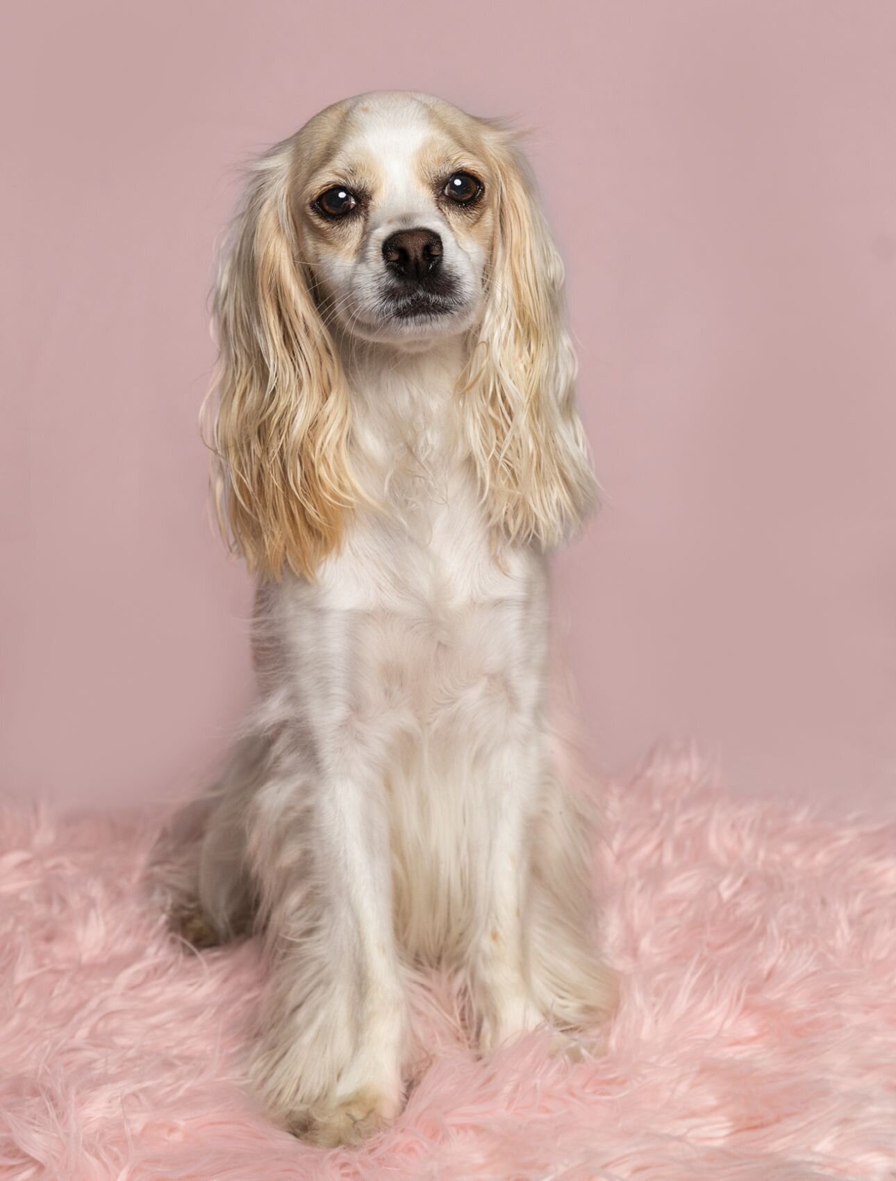 lilla-bordas-portraits-tampa-DOG-photographer1300_2