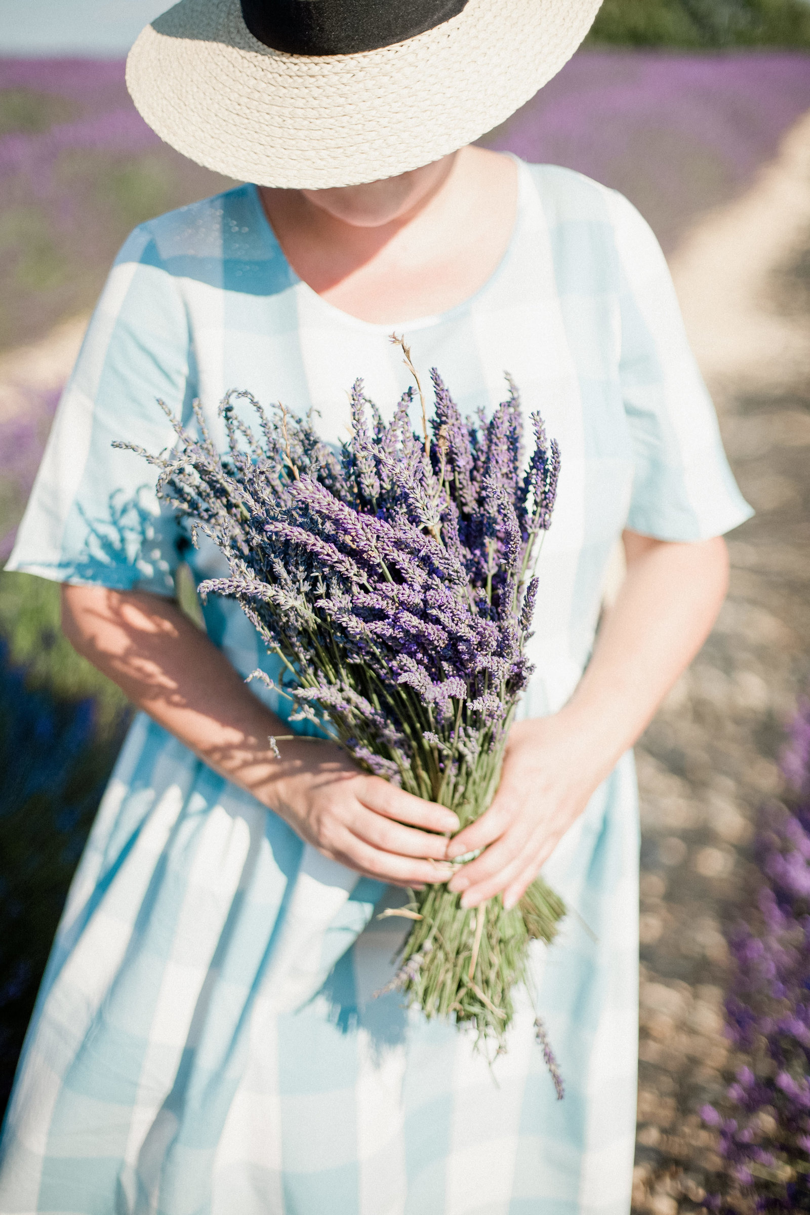Lavender field Valensole Provence -12