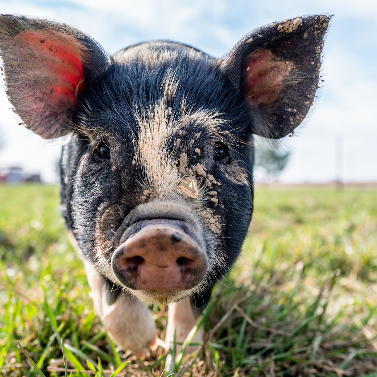 piggy