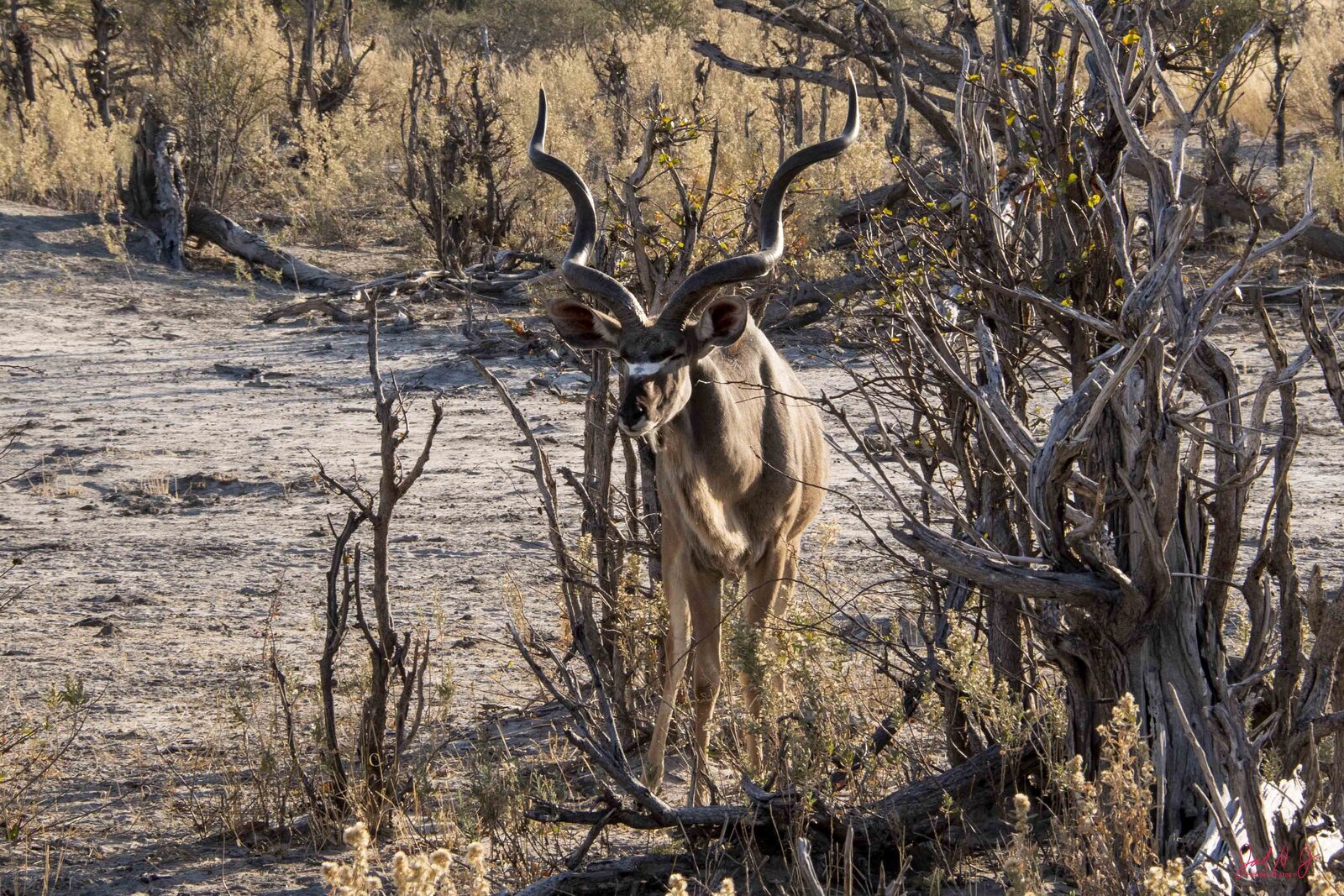 2019 Kudu