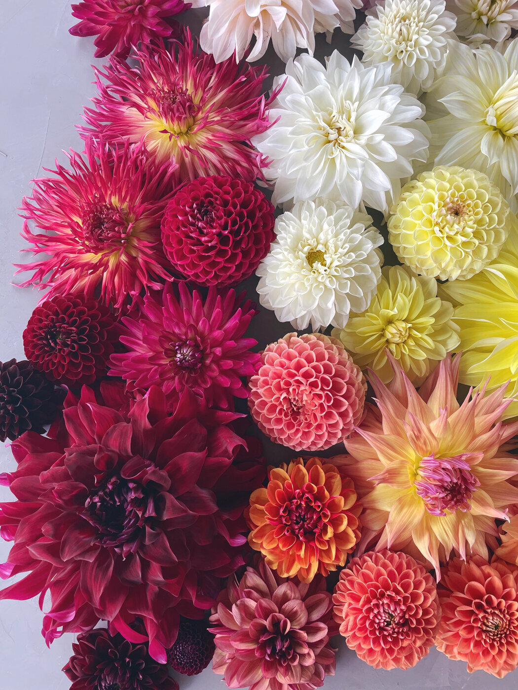 Dahlia-Sweet-Peas-Flower-Farm09