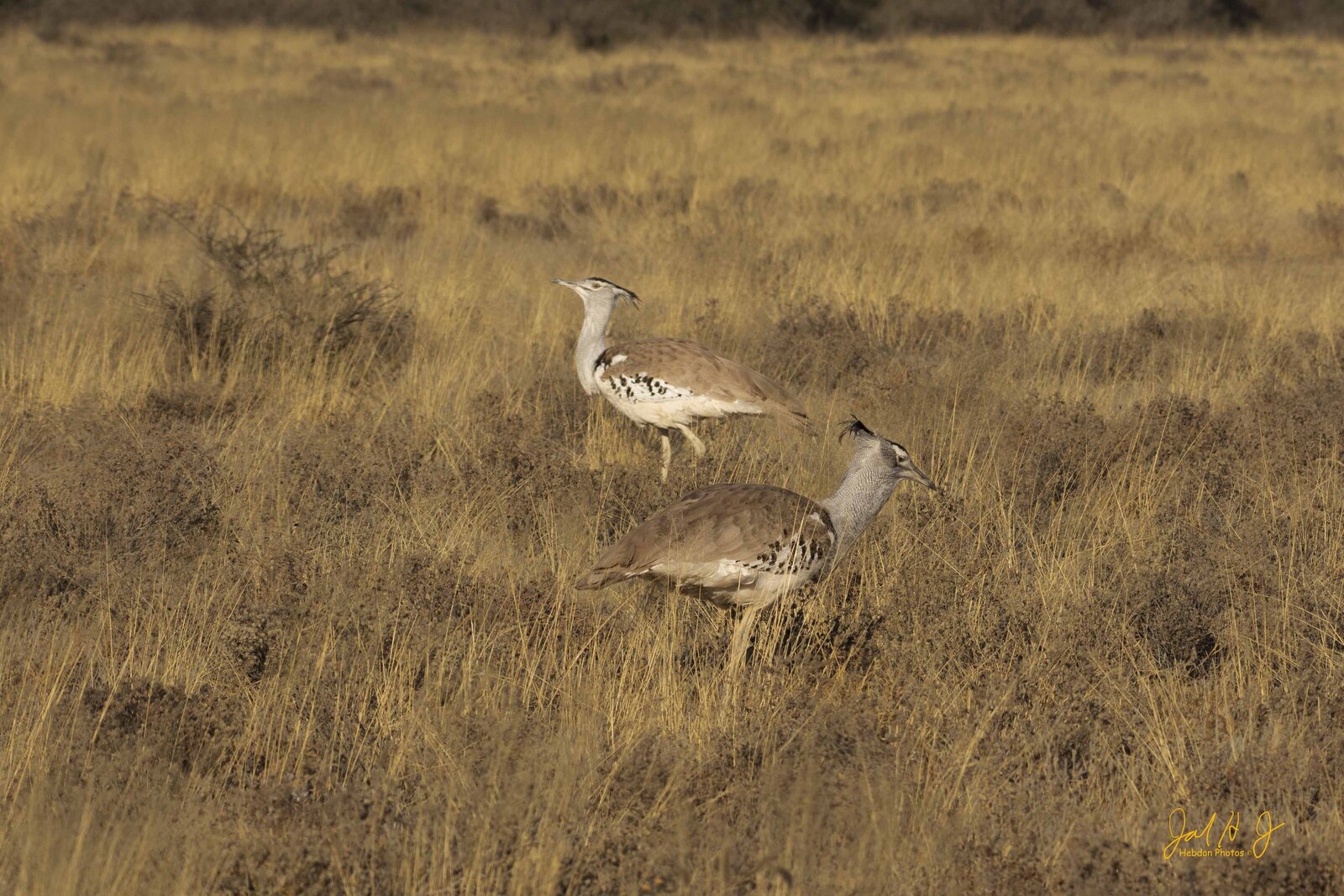 2016 Birds (1)