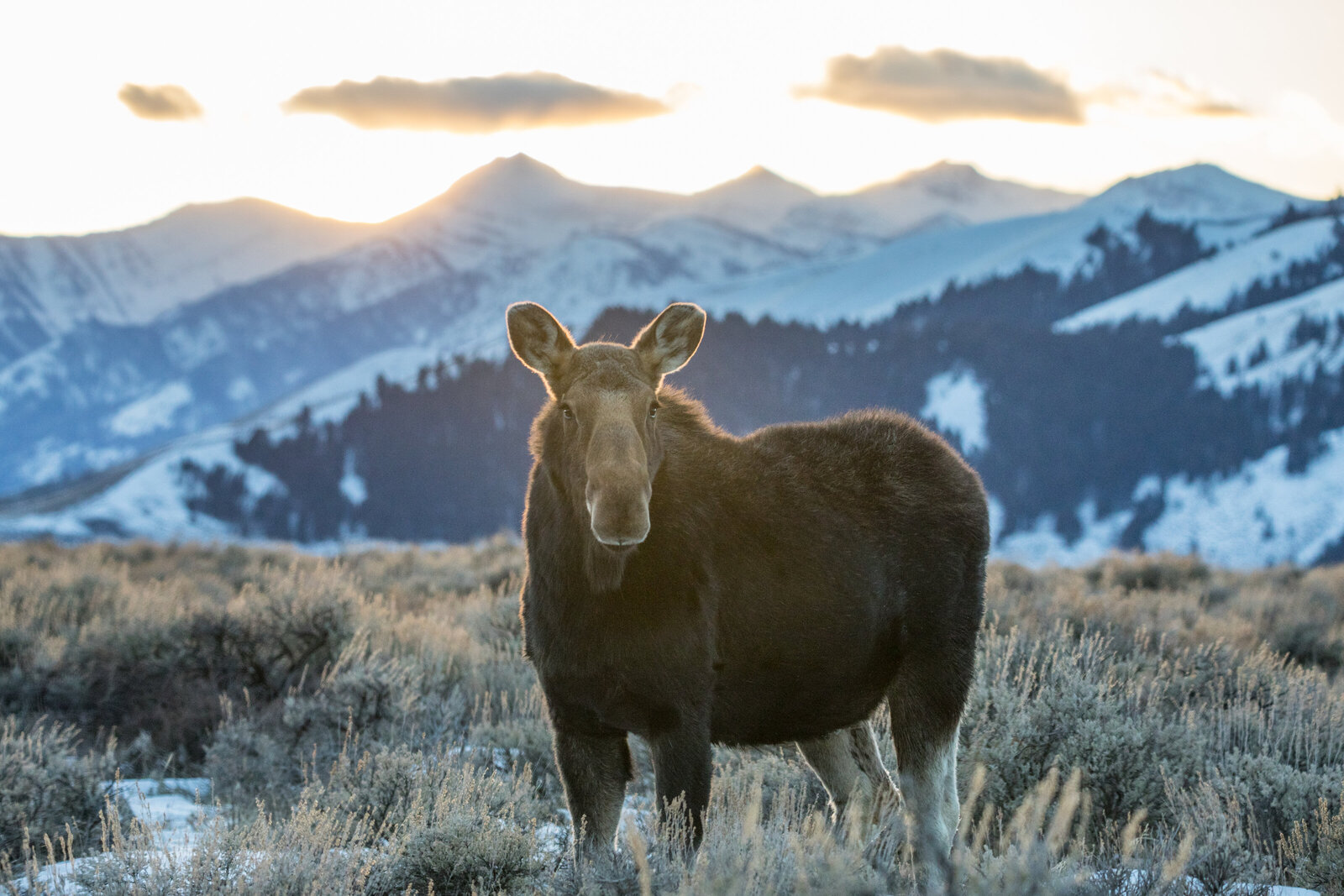2018-02-10-275A5316-moose-gtnp