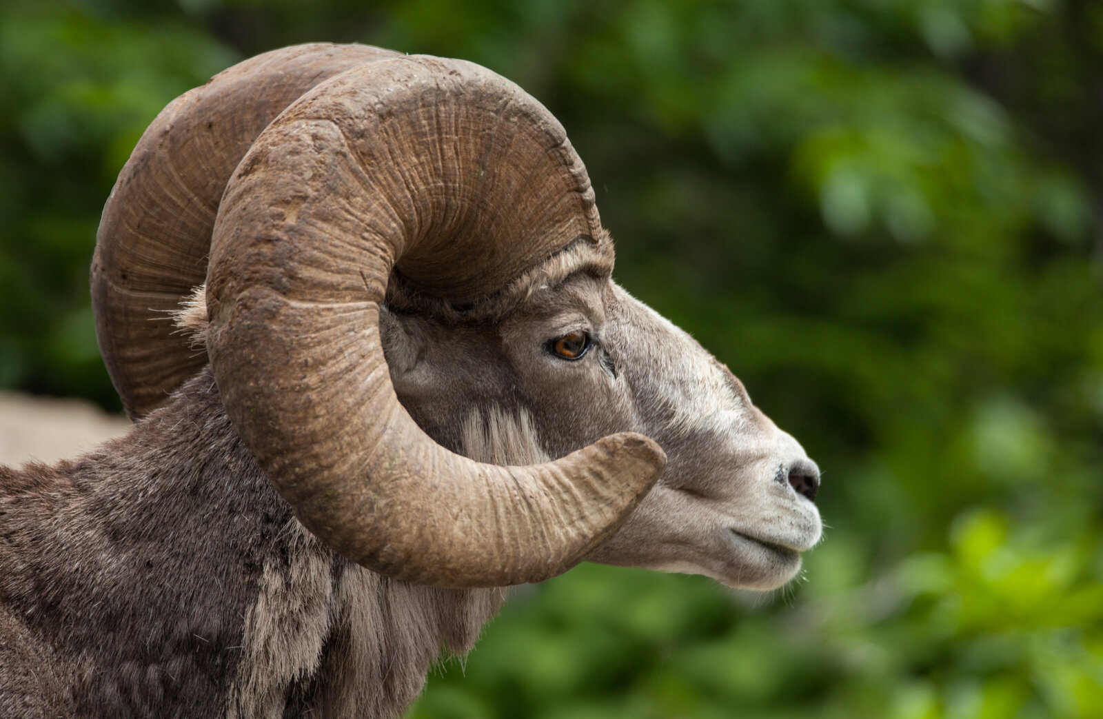 2016-07-glacier-bighorn-sheep-2215
